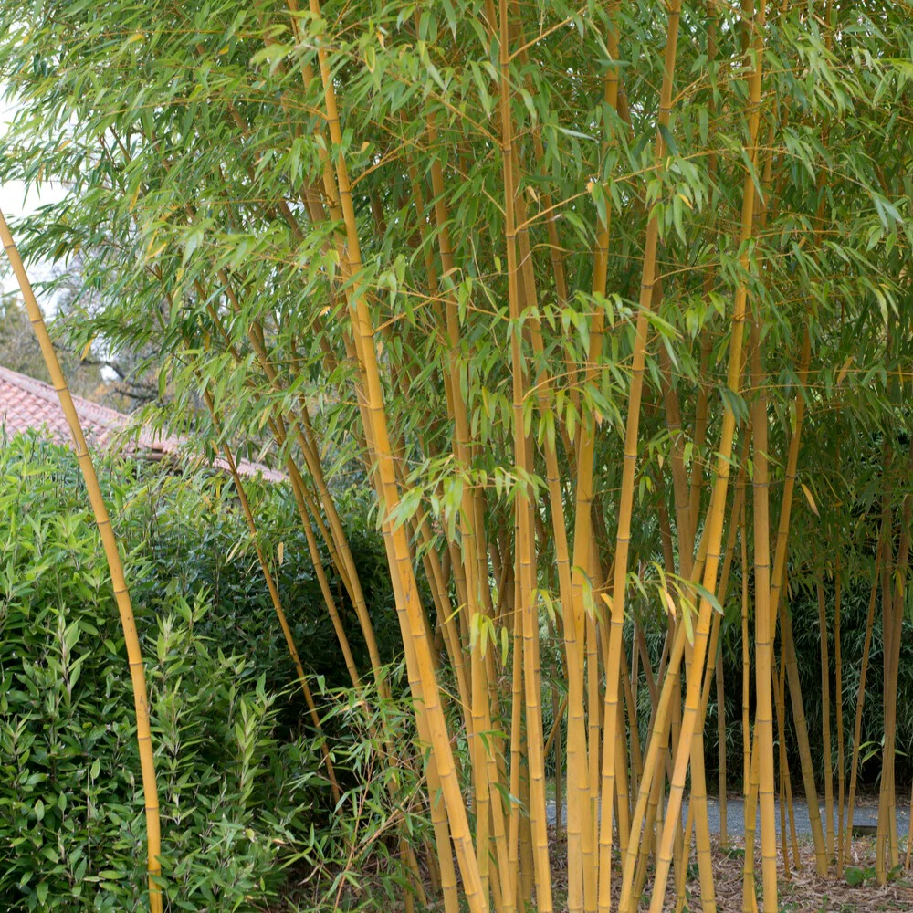 Bambou traçant jaune - Image 4