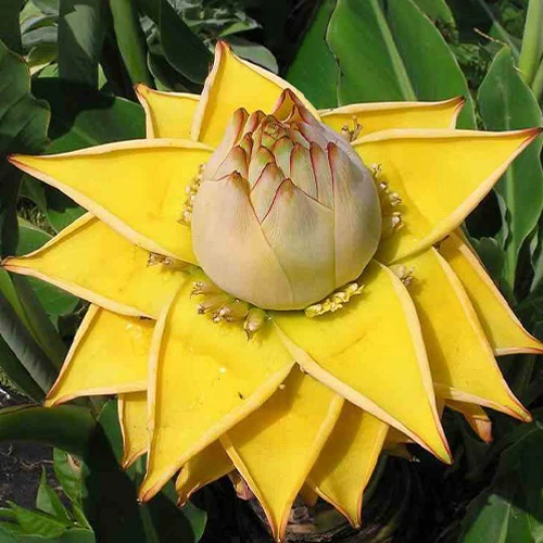Bananier nain chinois 'Lotus d'or'