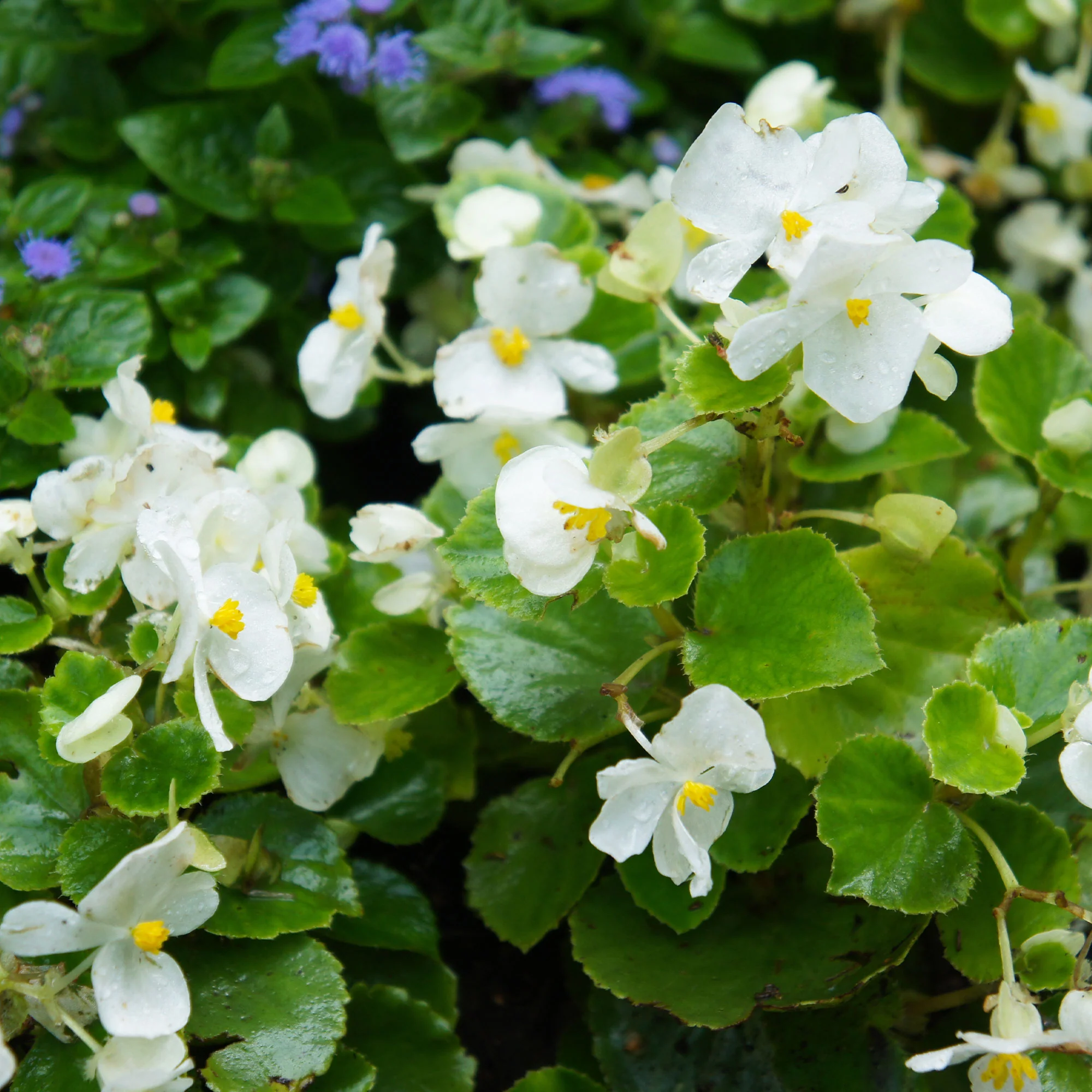 Bégonia semperflorens blanc - Image 4