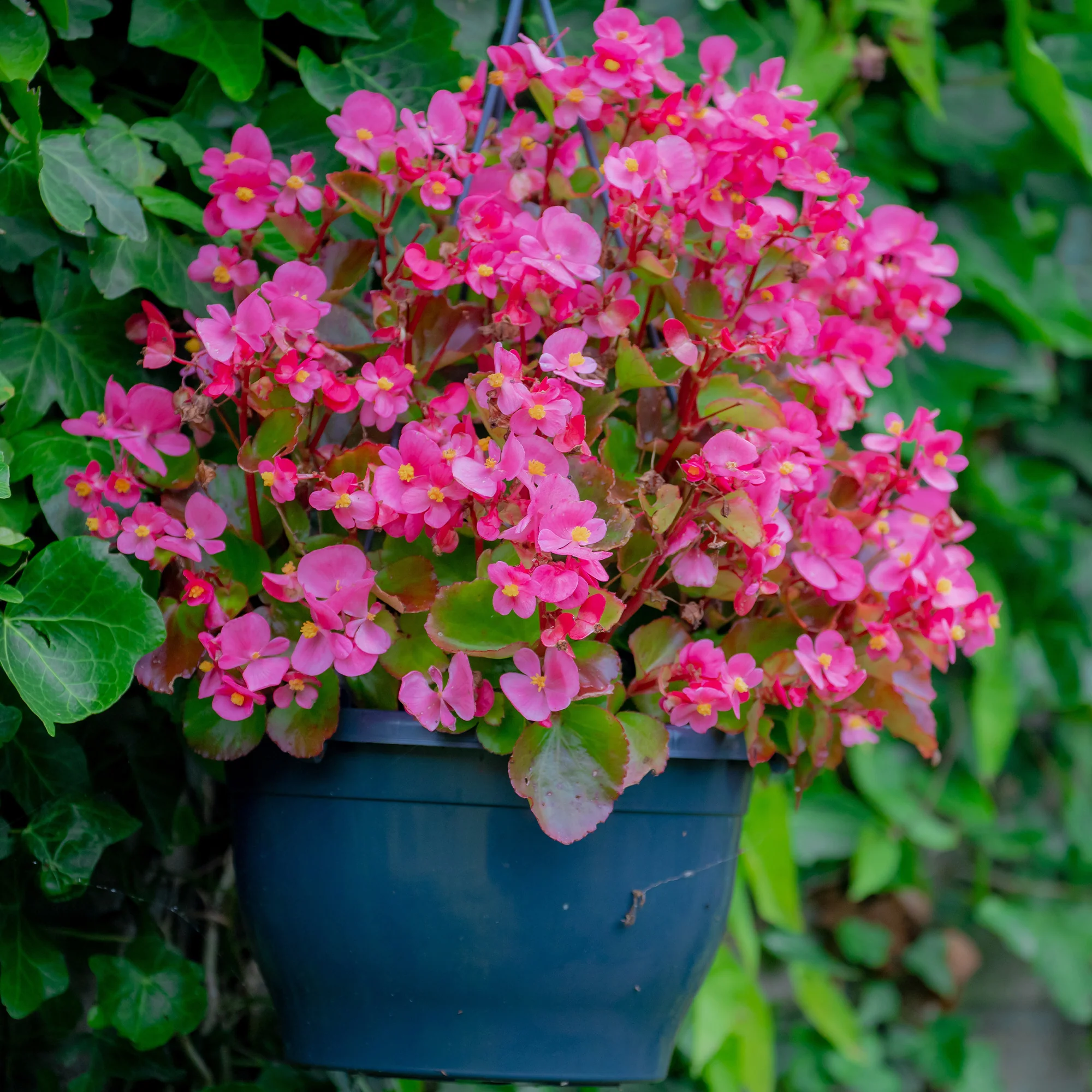 Bégonia semperflorens rose - Image 3