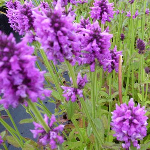 Bétoine officinale Épiaire