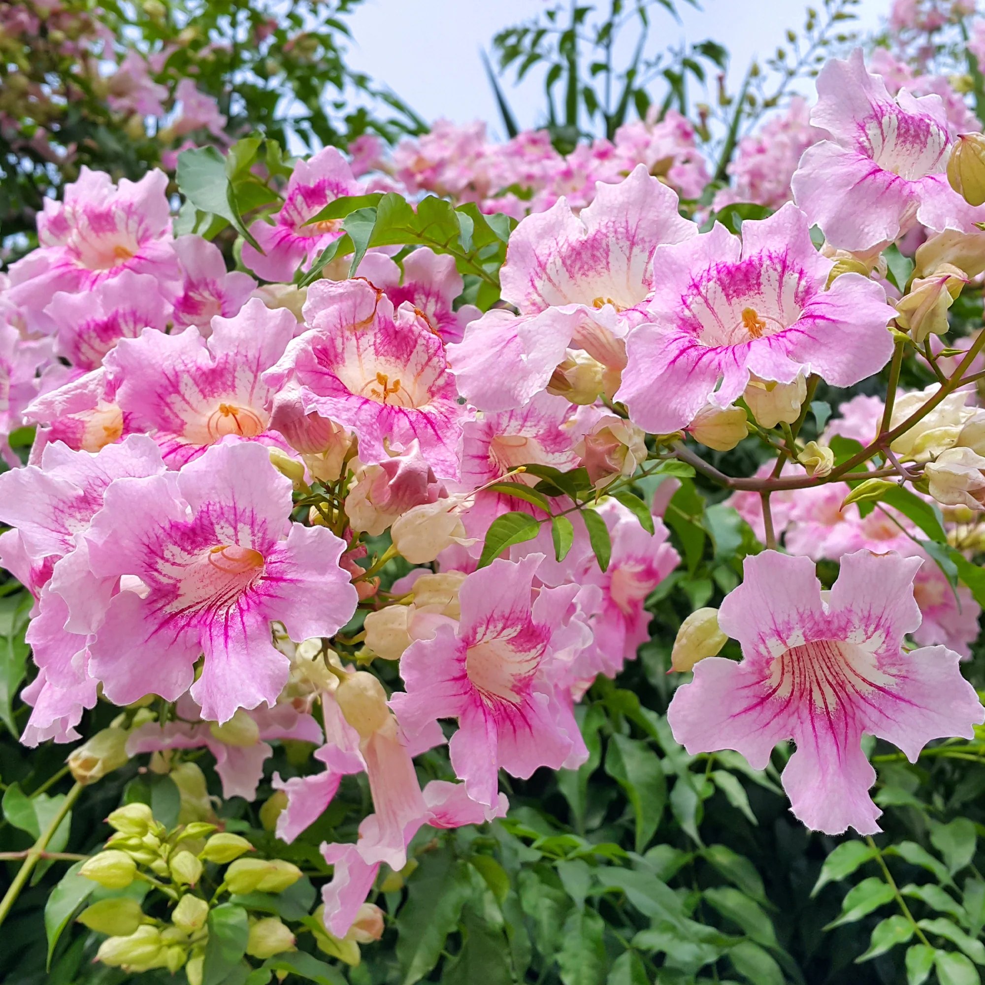 Bignone rose Comtesse Sarah
