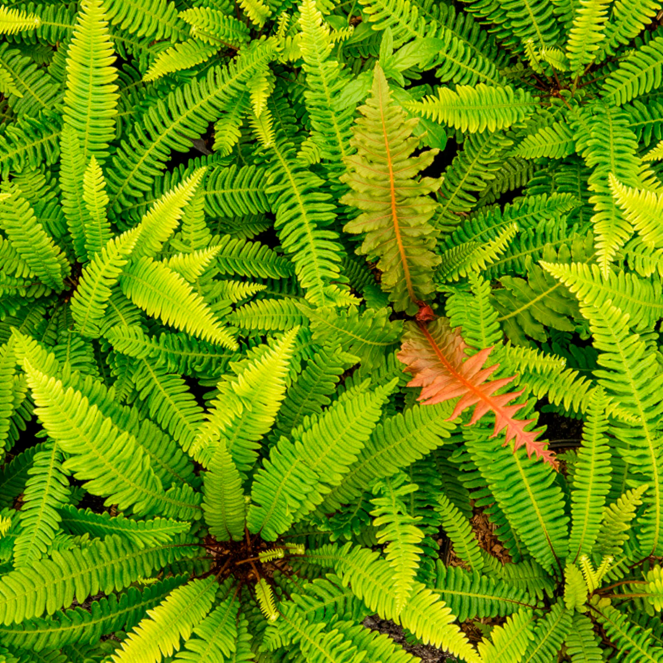 Blechnum en épi - Image 3