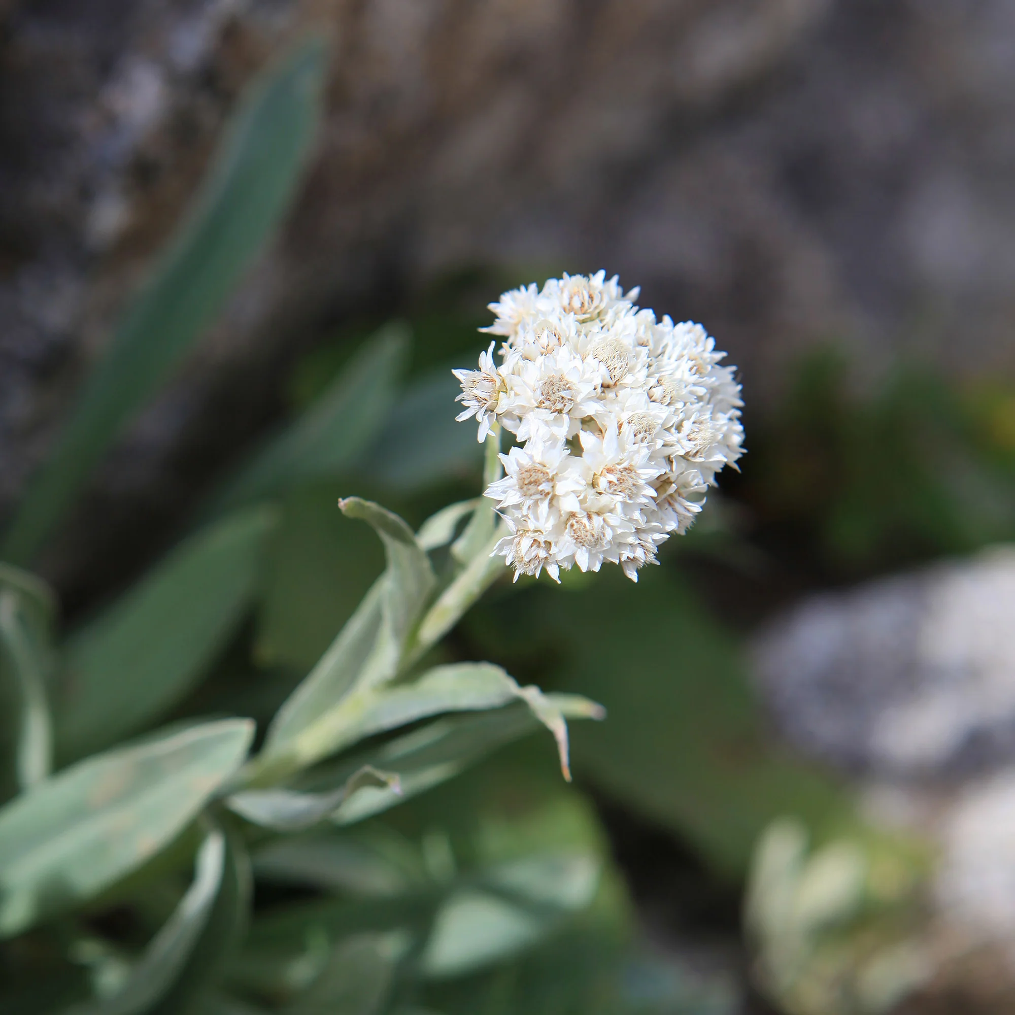 Bouton d'argent des Alpes - Image 3