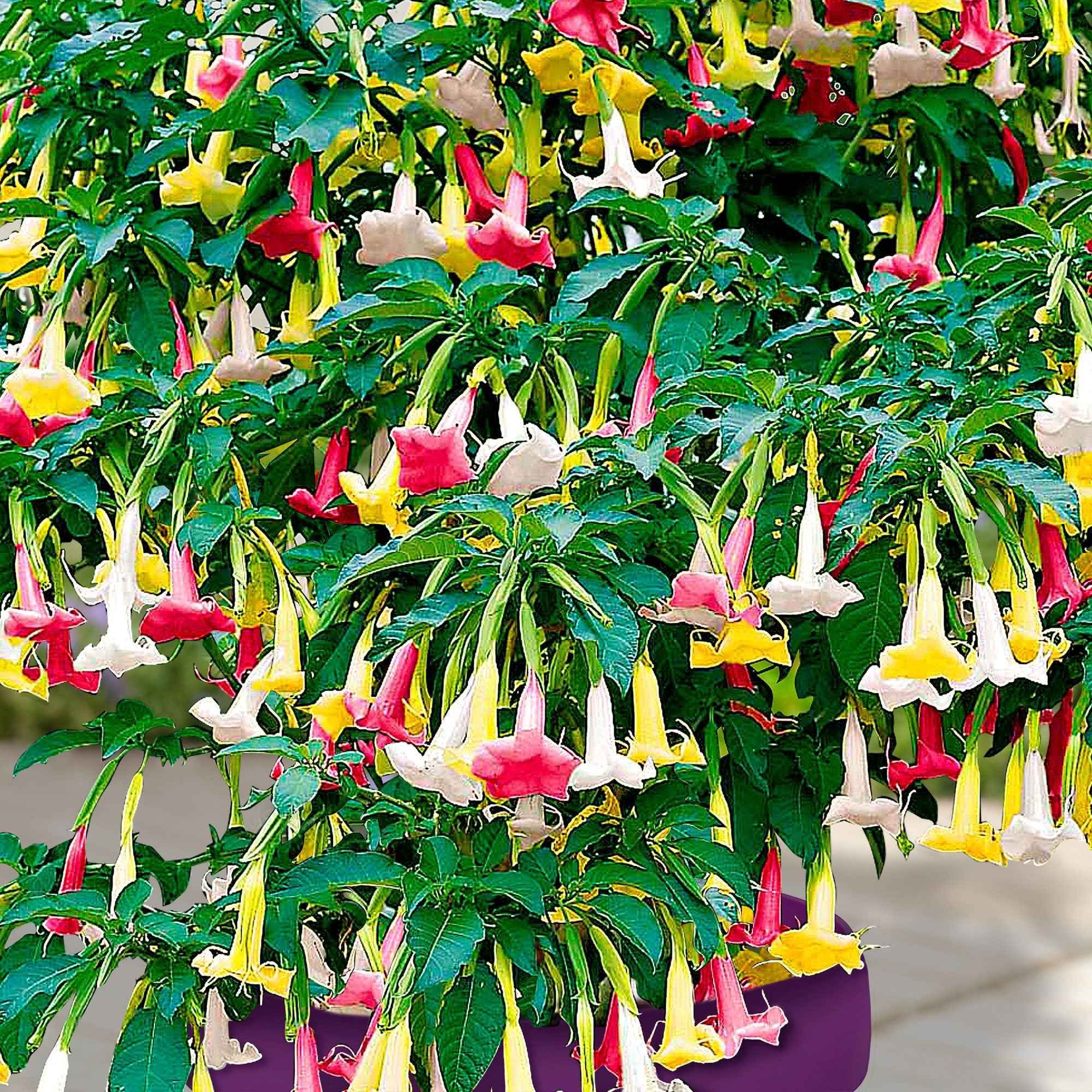 Brugmansia tricolore rose, blanc, jaune - Image 5