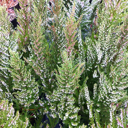 Bruyère arborescente Great Star® Le Vasterival - Image 2