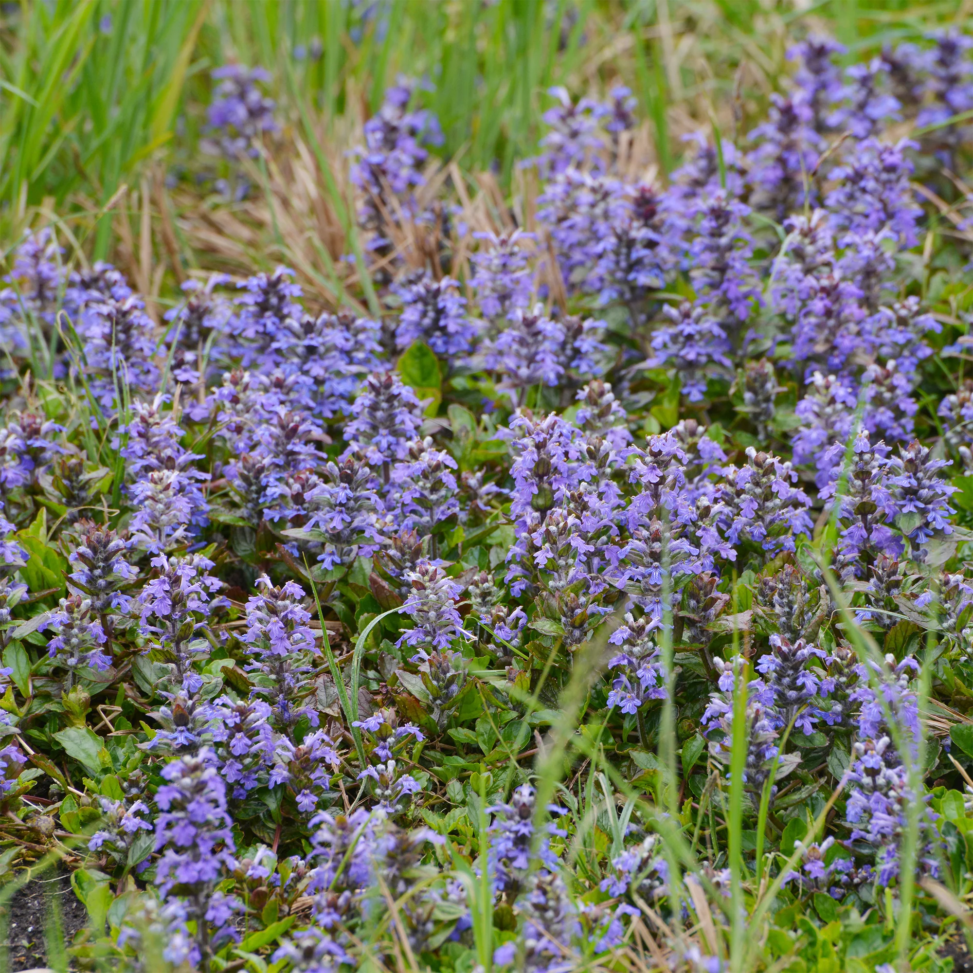 Bugle rampante