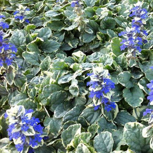 Bugle rampante Variegata