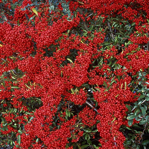 Buisson ardent Saphyr® Rouge Cadrou - Pyracantha - Image 2
