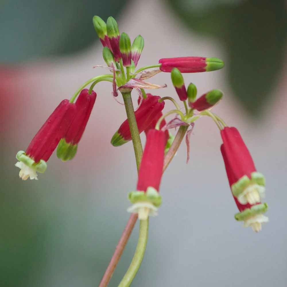 10 Clochettes sanguines