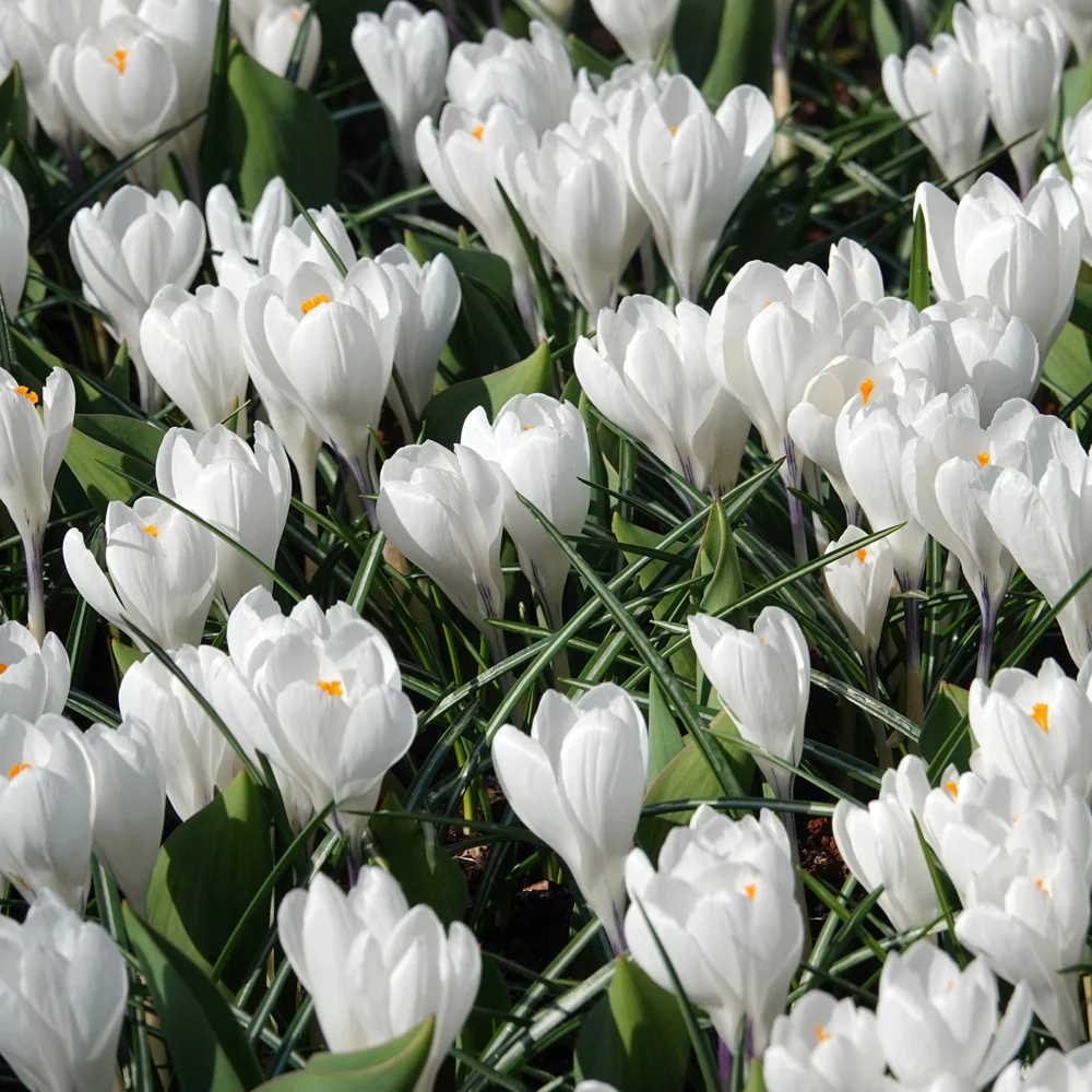 10 Crocus à grandes fleurs Jeanne d'Arc
