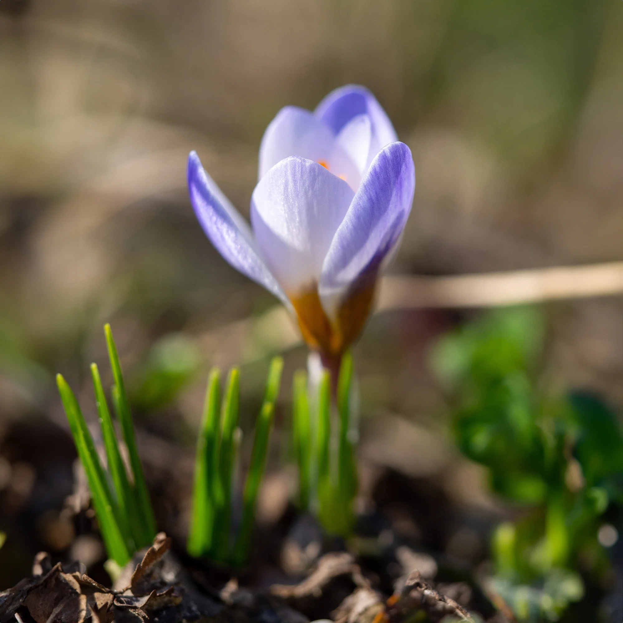 10 Crocus Blue Pearl - Image 3