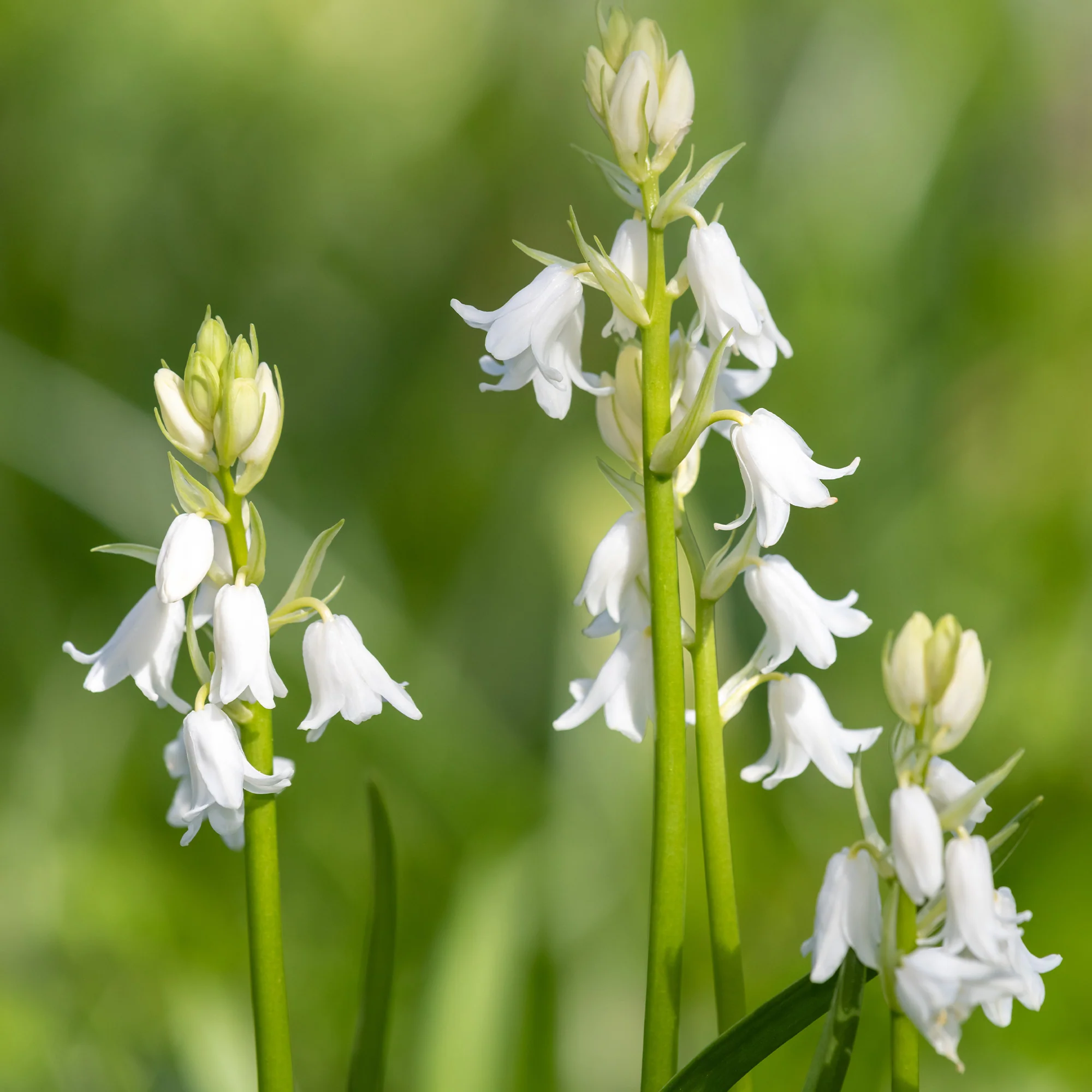10 Jacinthes d'Espagne à fleurs blanches
