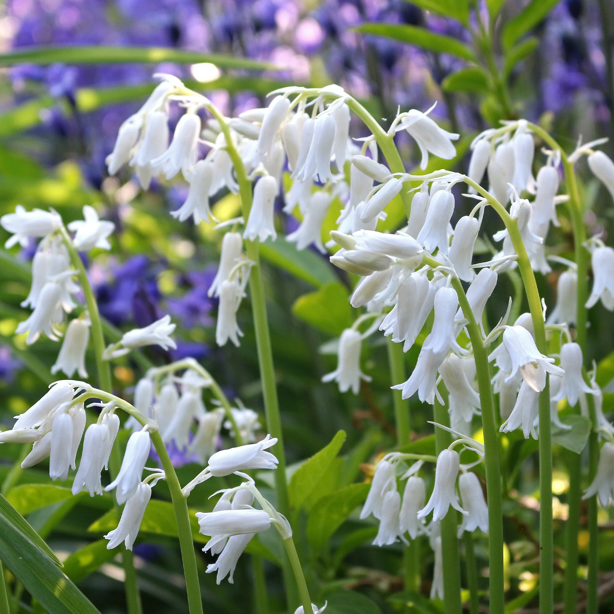 10 Jacinthes d'Espagne à fleurs blanches - Image 2