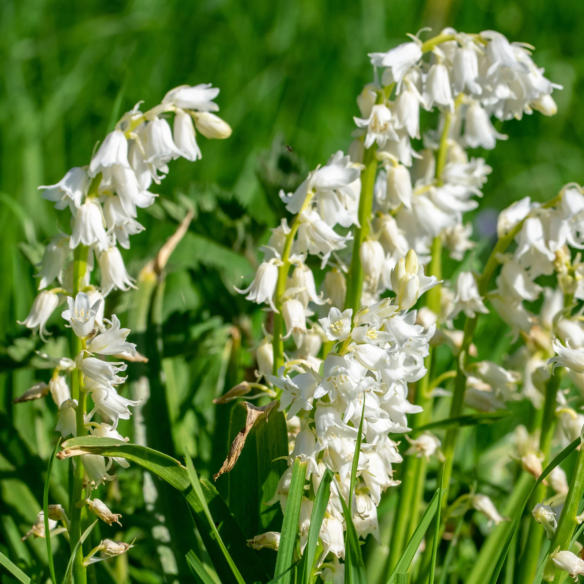 10 Jacinthes d'Espagne à fleurs blanches - Image 3