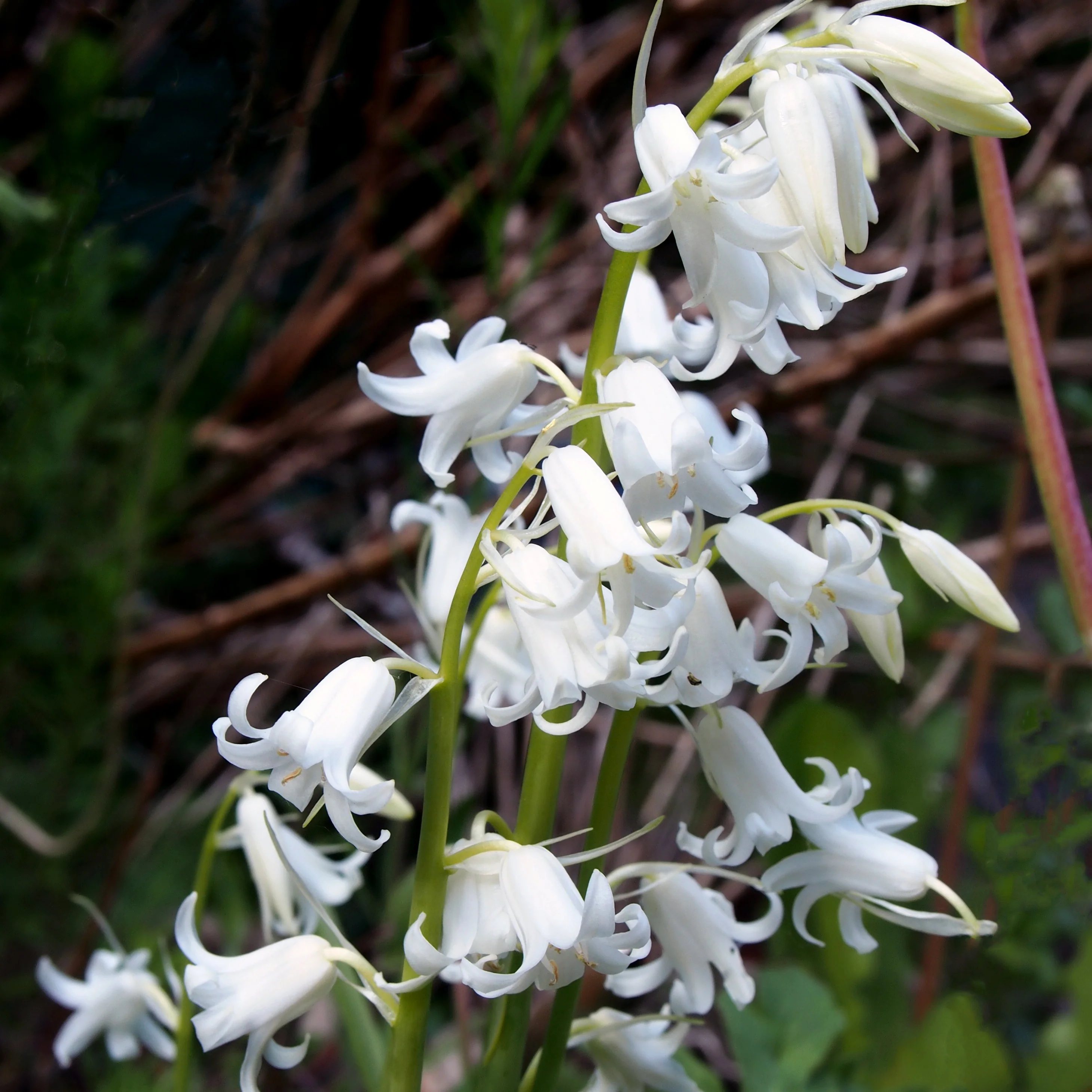 10 Jacinthes d'Espagne à fleurs blanches - Image 4