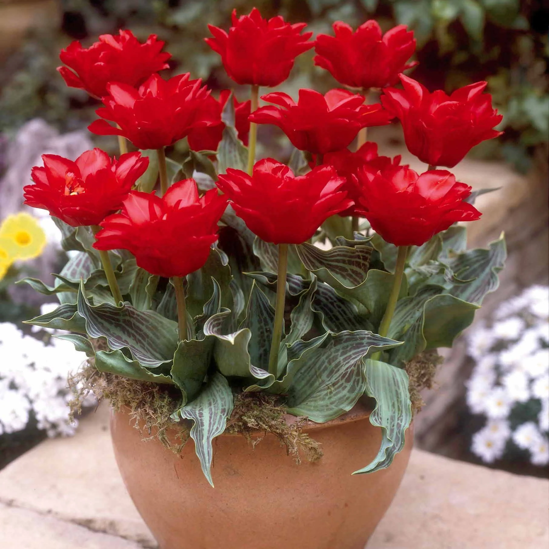 10 Tulipes Chaperon Rouge Double - Image 3