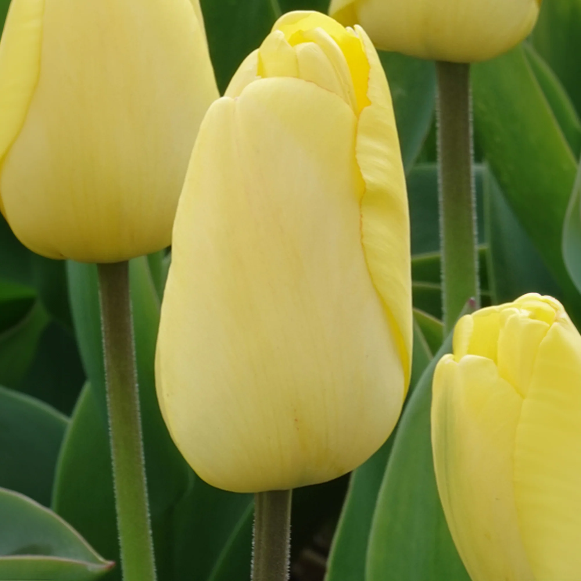 10 Tulipes Darwin Golden parade - Image 2