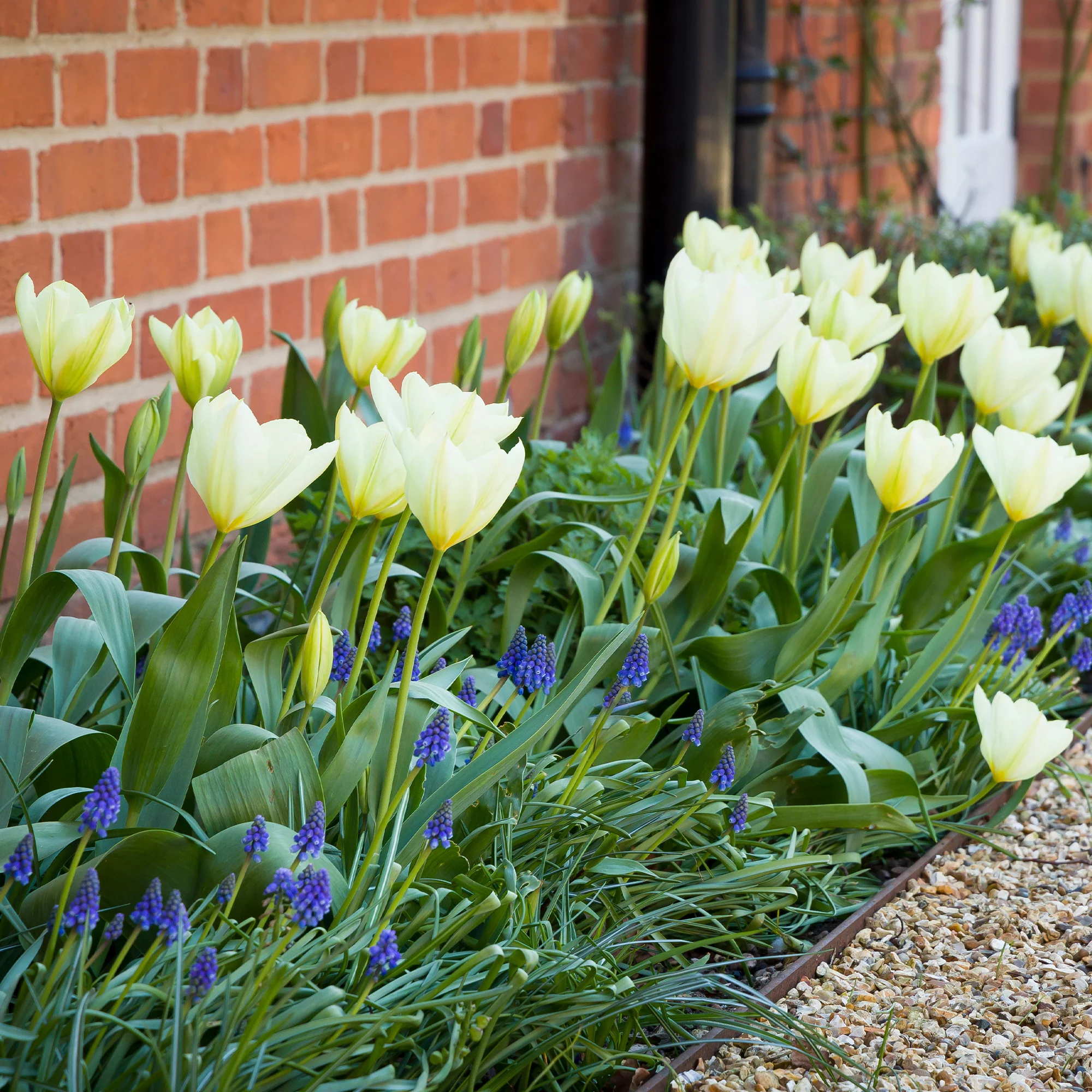 10 Tulipes Fosteriana Purissima - Image 7