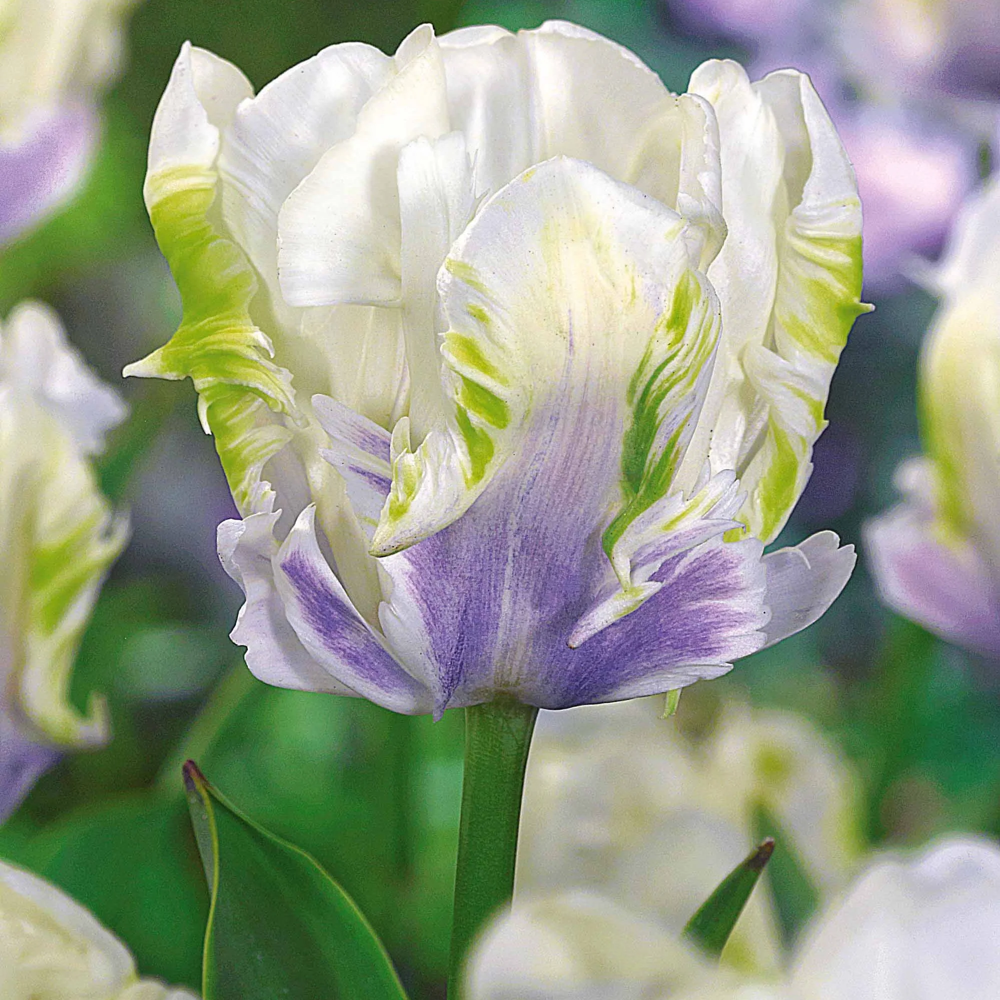 10 Tulipes perroquet White Lizard