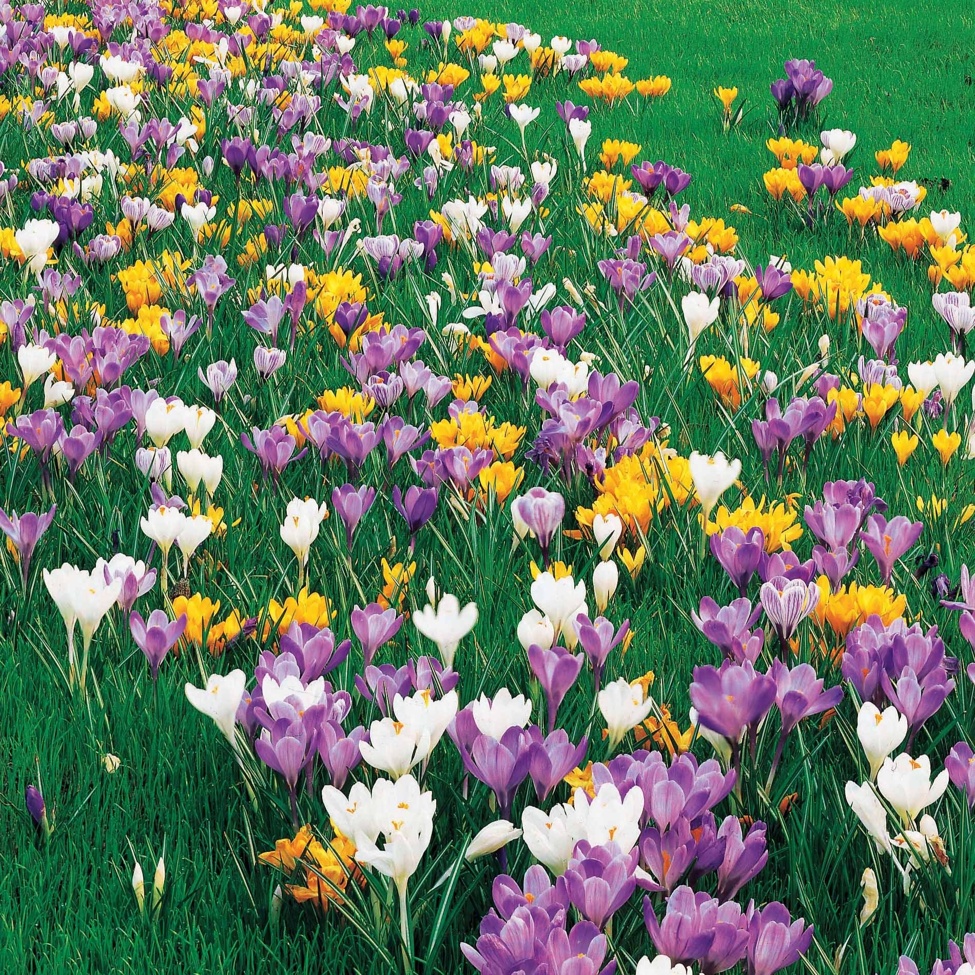 100 Crocus à grosses fleurs en mélange - Image 3