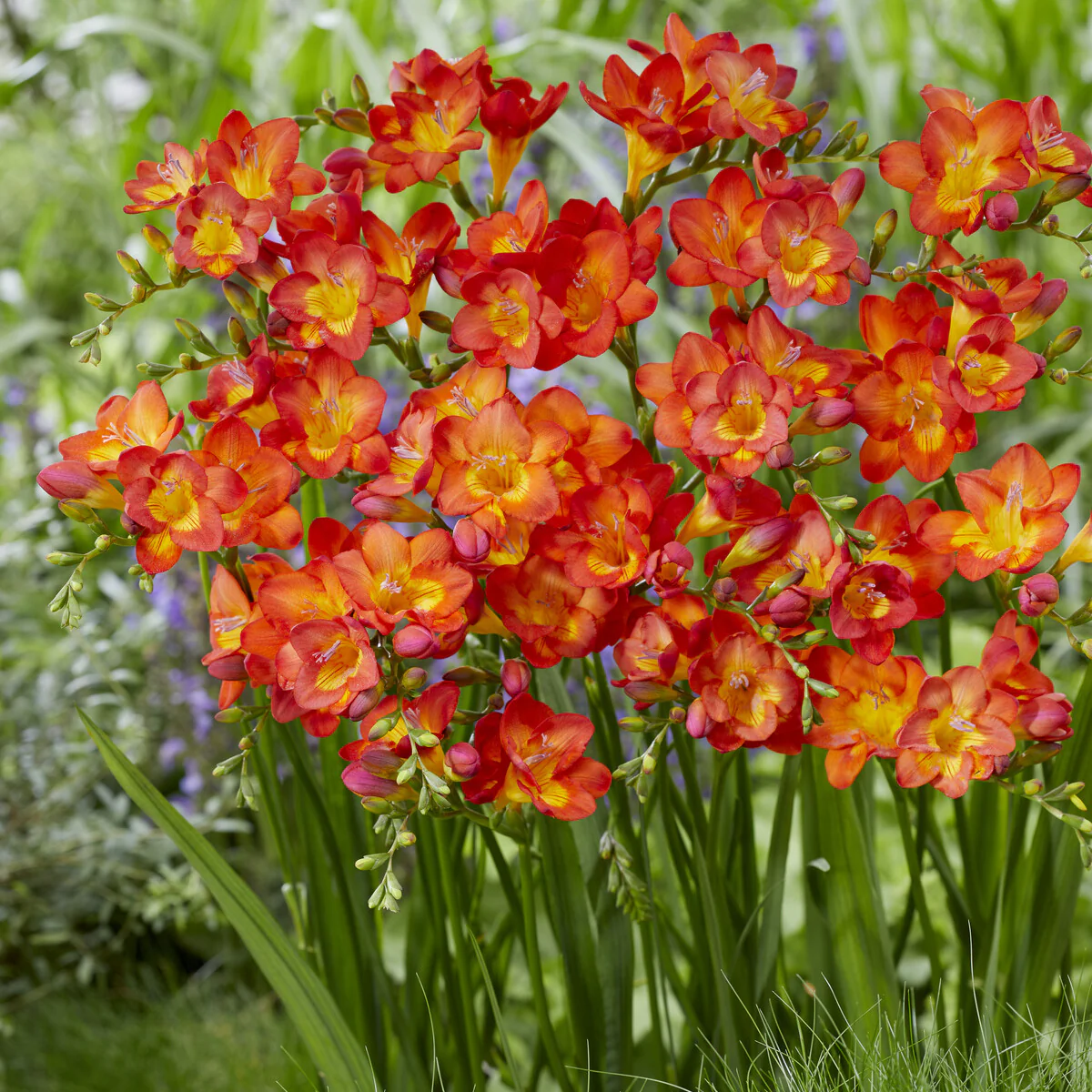 15 Freesia simple rouge