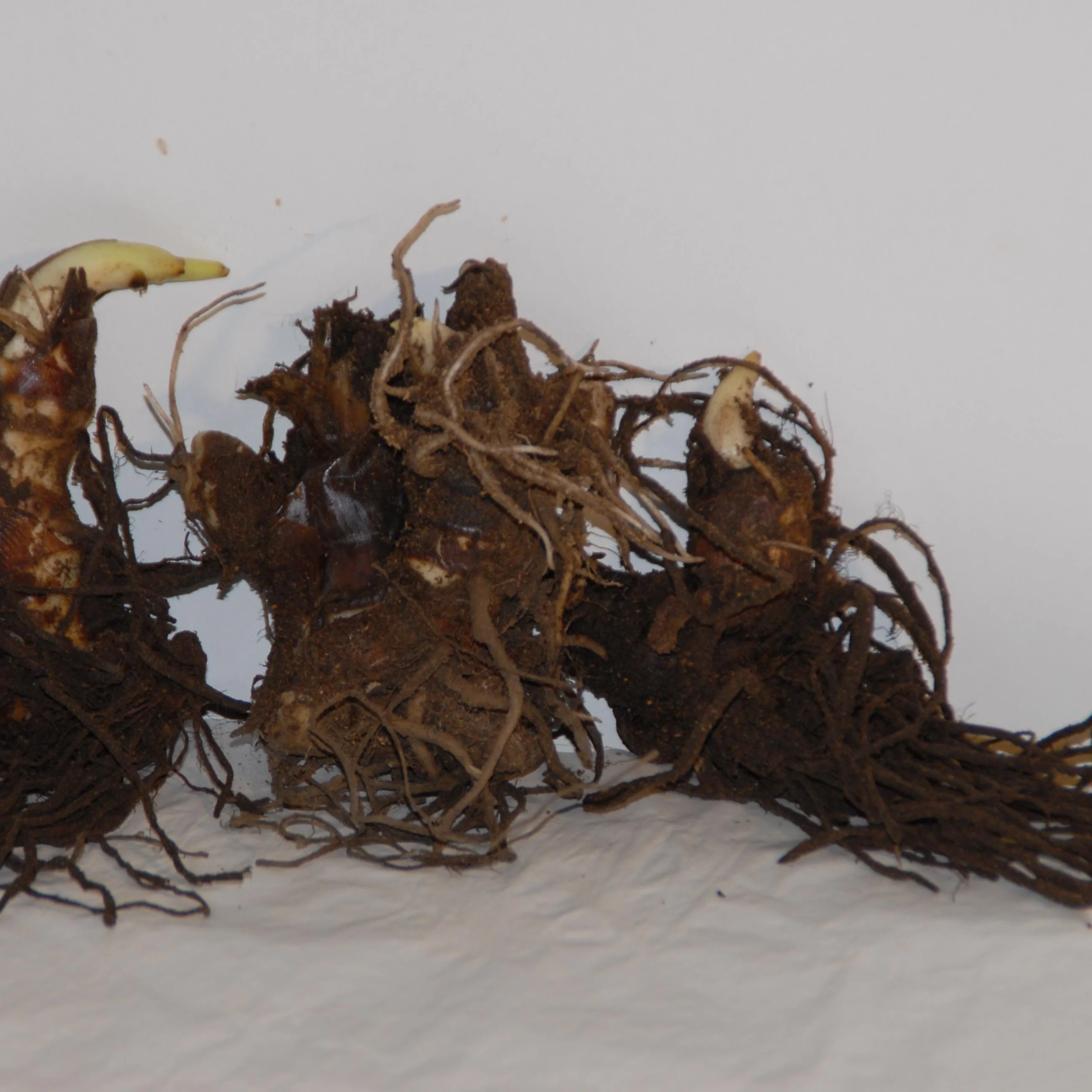 2 Cannas Nuit noire - Image 2