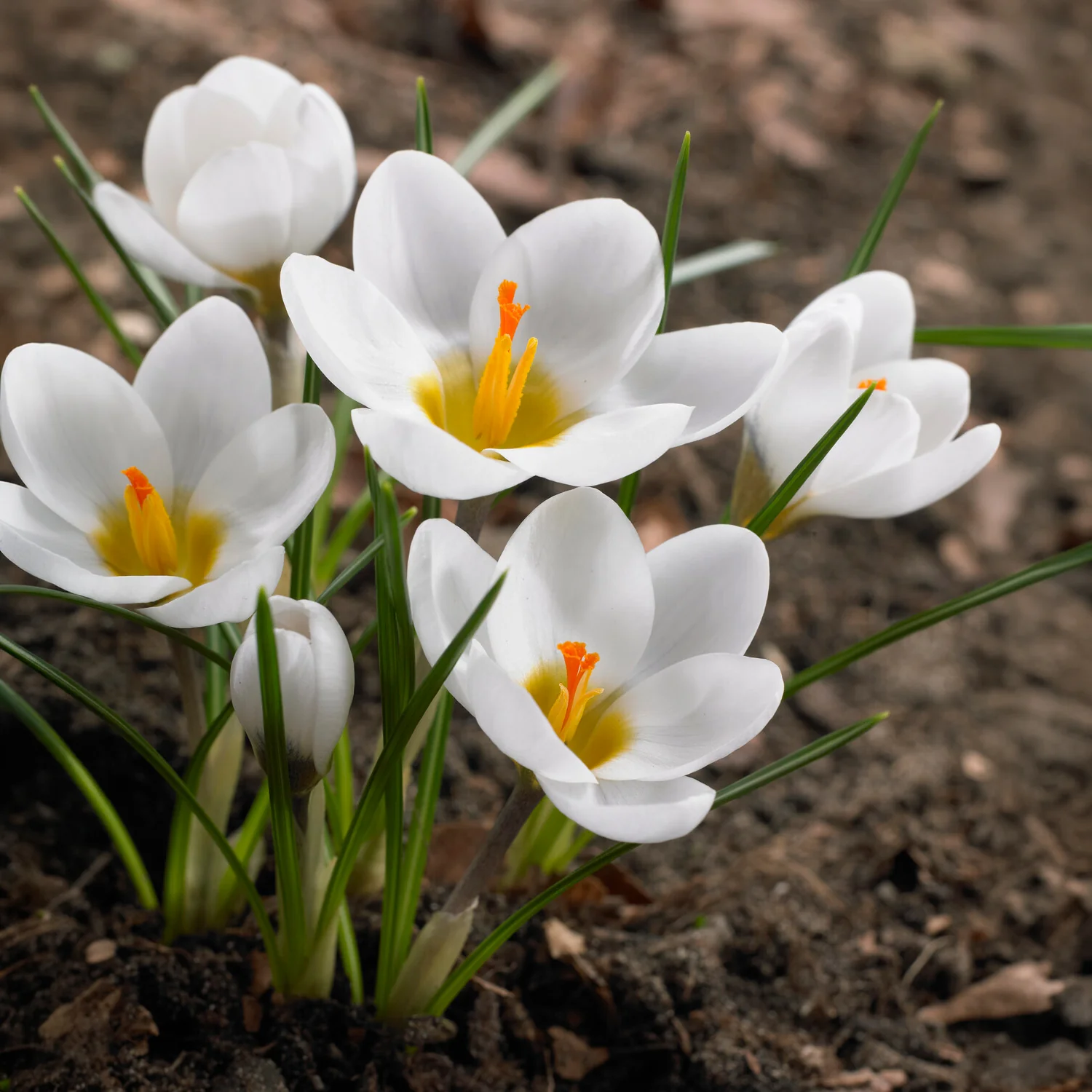 10 Crocus Ard Schenk - Image 8