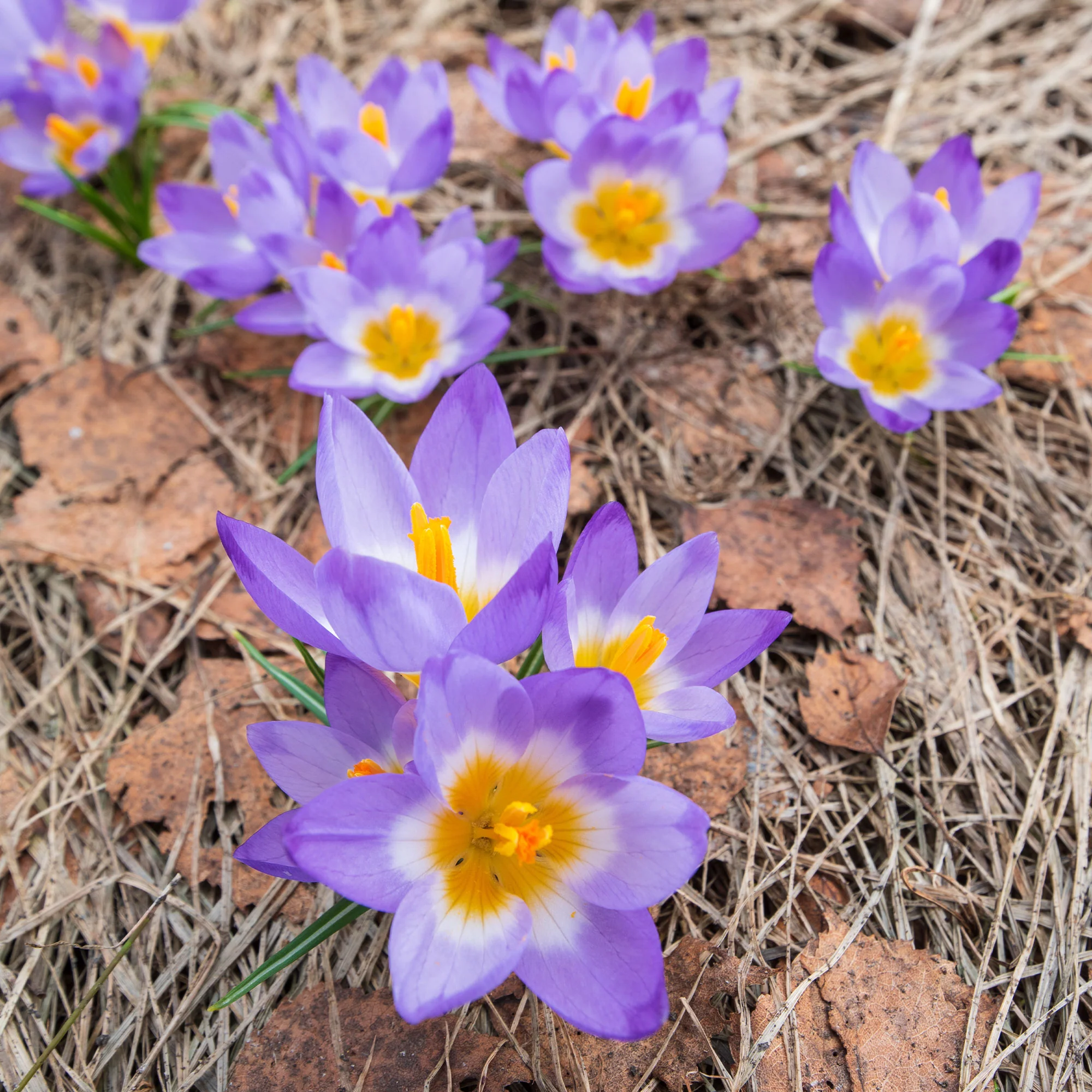 10 Crocus sublime Tricolor