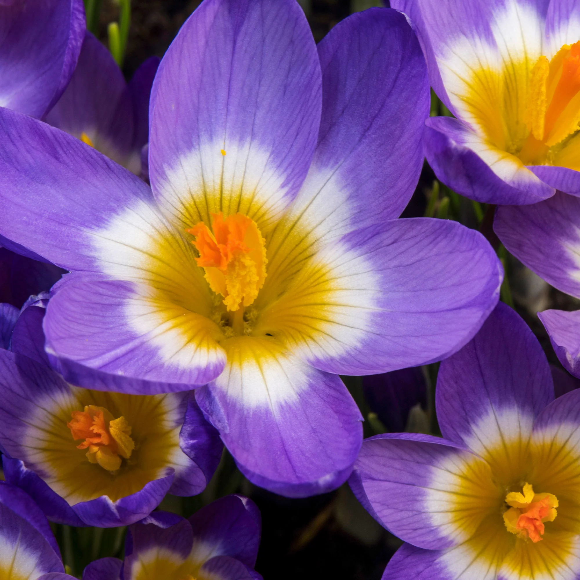 10 Crocus sublime Tricolor - Image 3