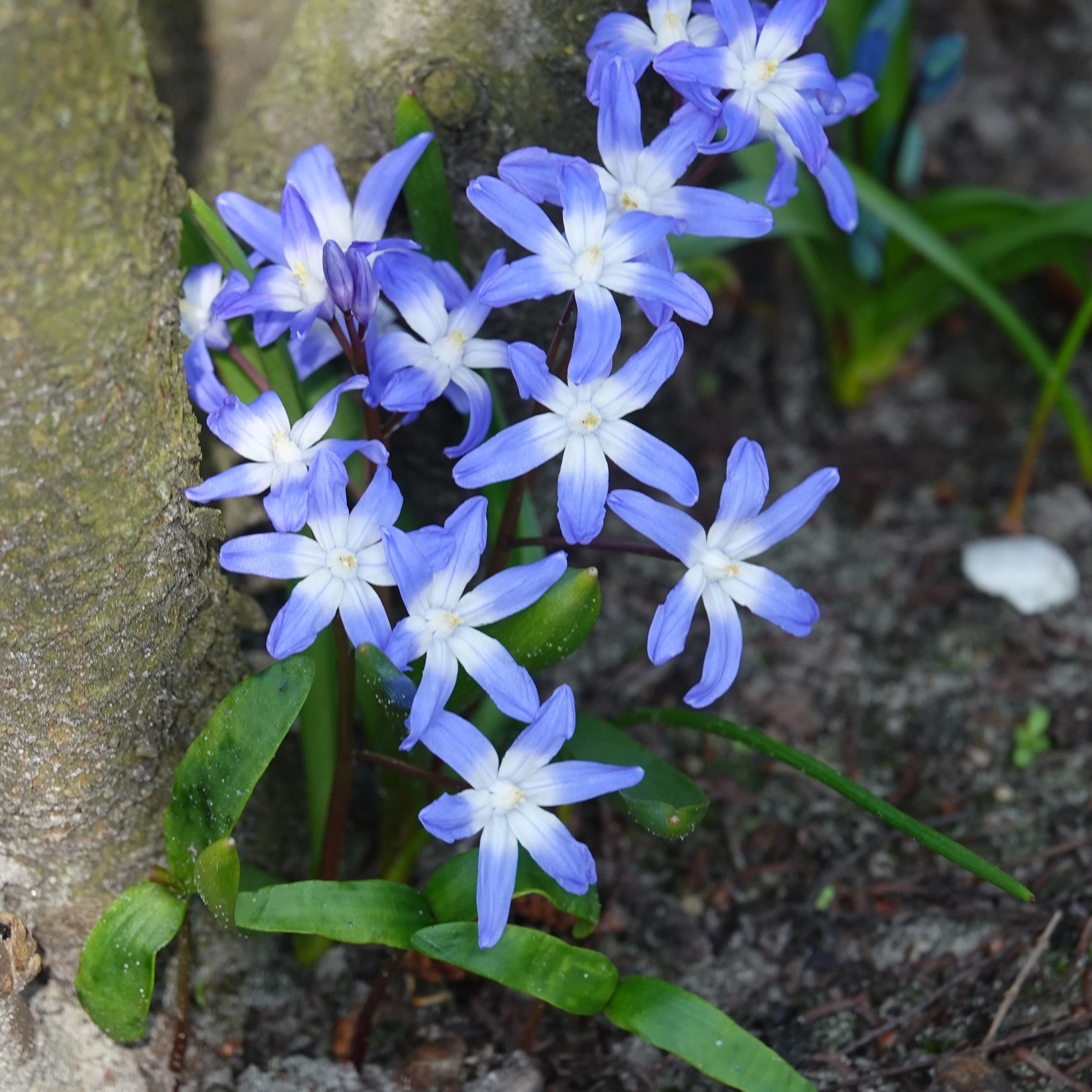20 Gloire des Neiges 'Forbesii'