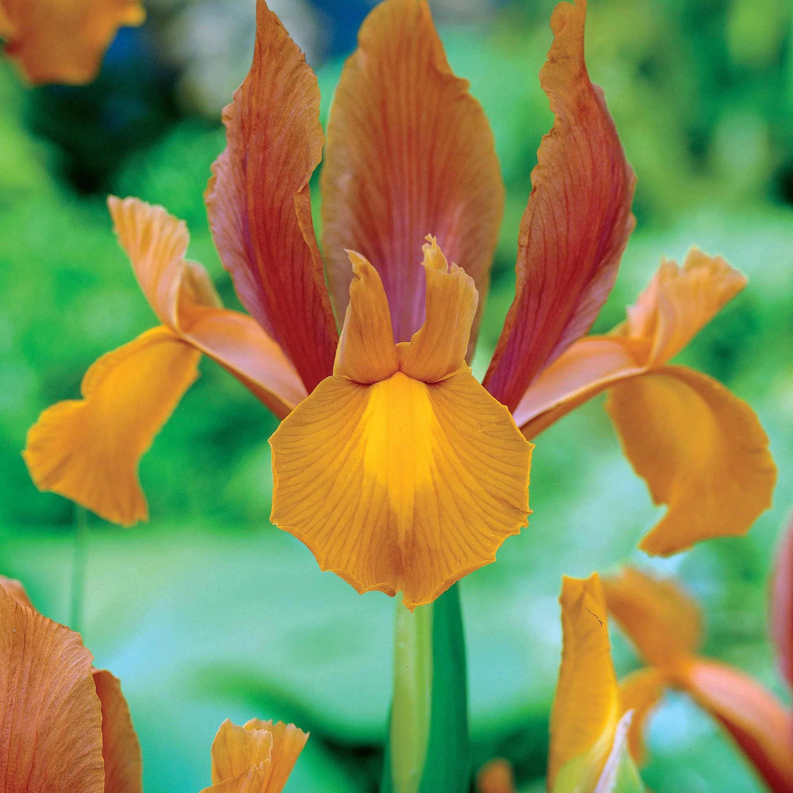 20 Iris de Hollande Princesse d'automne