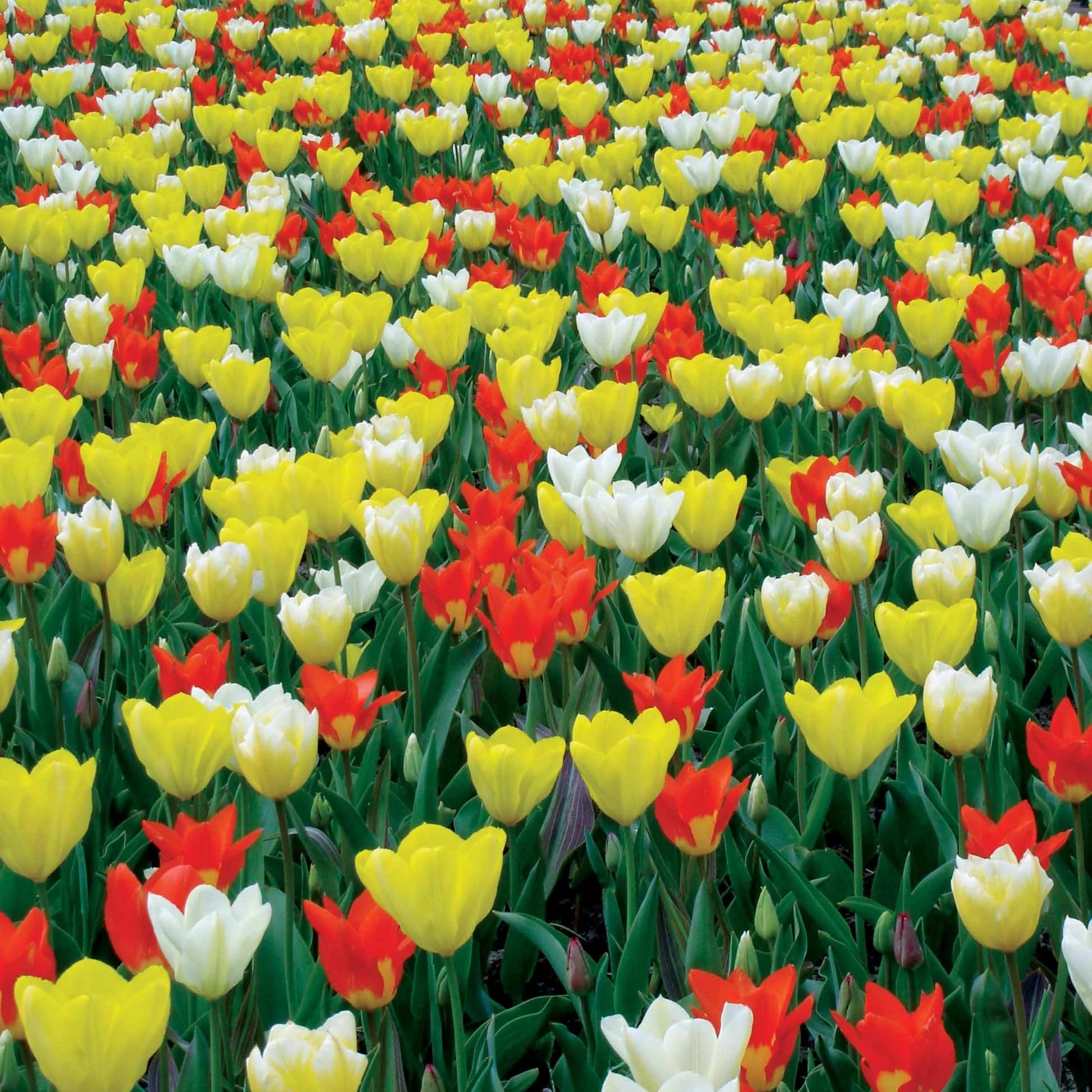 20 tulipes botaniques multicolores fosteriana