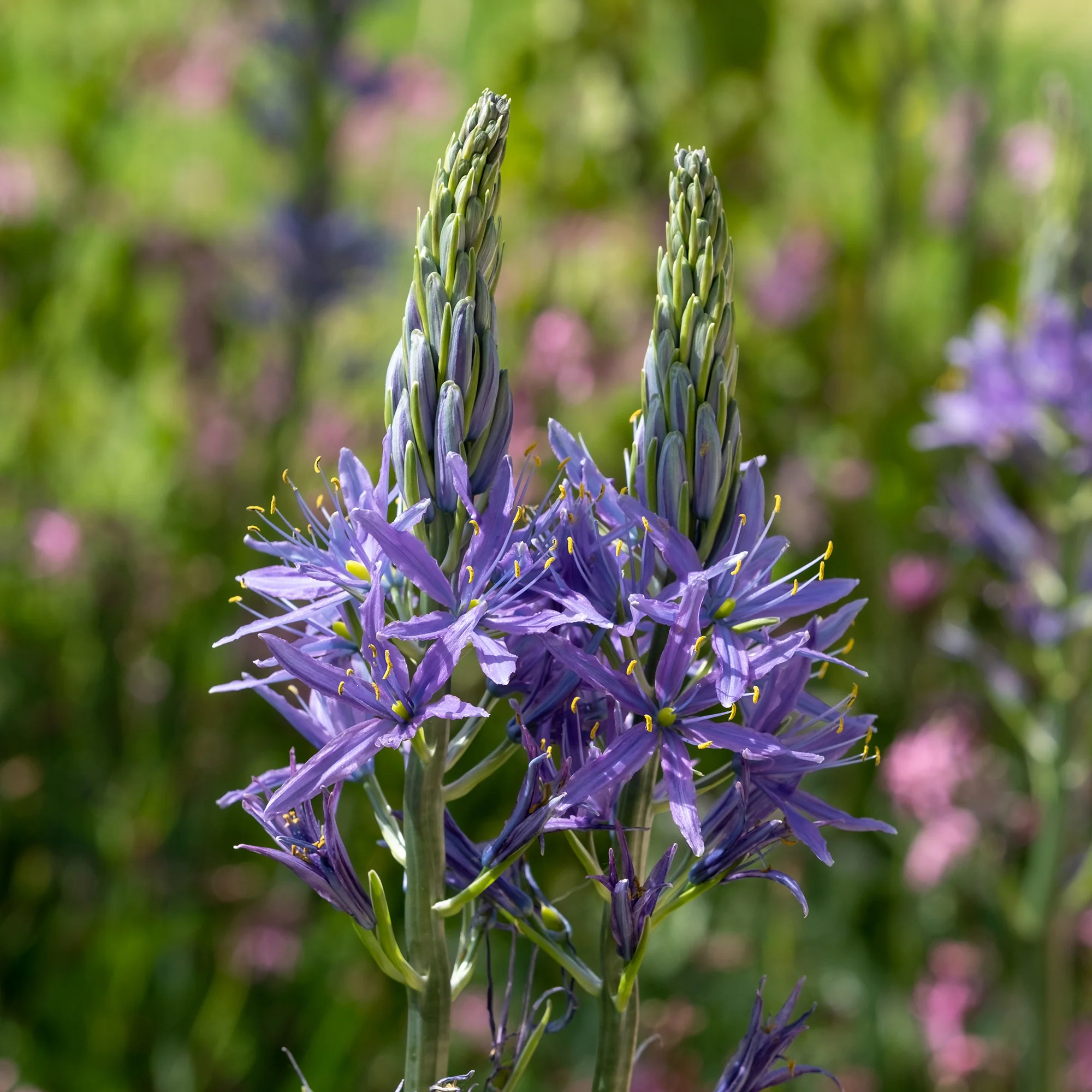 3 Camassies de Leichtlin à fleurs bleues