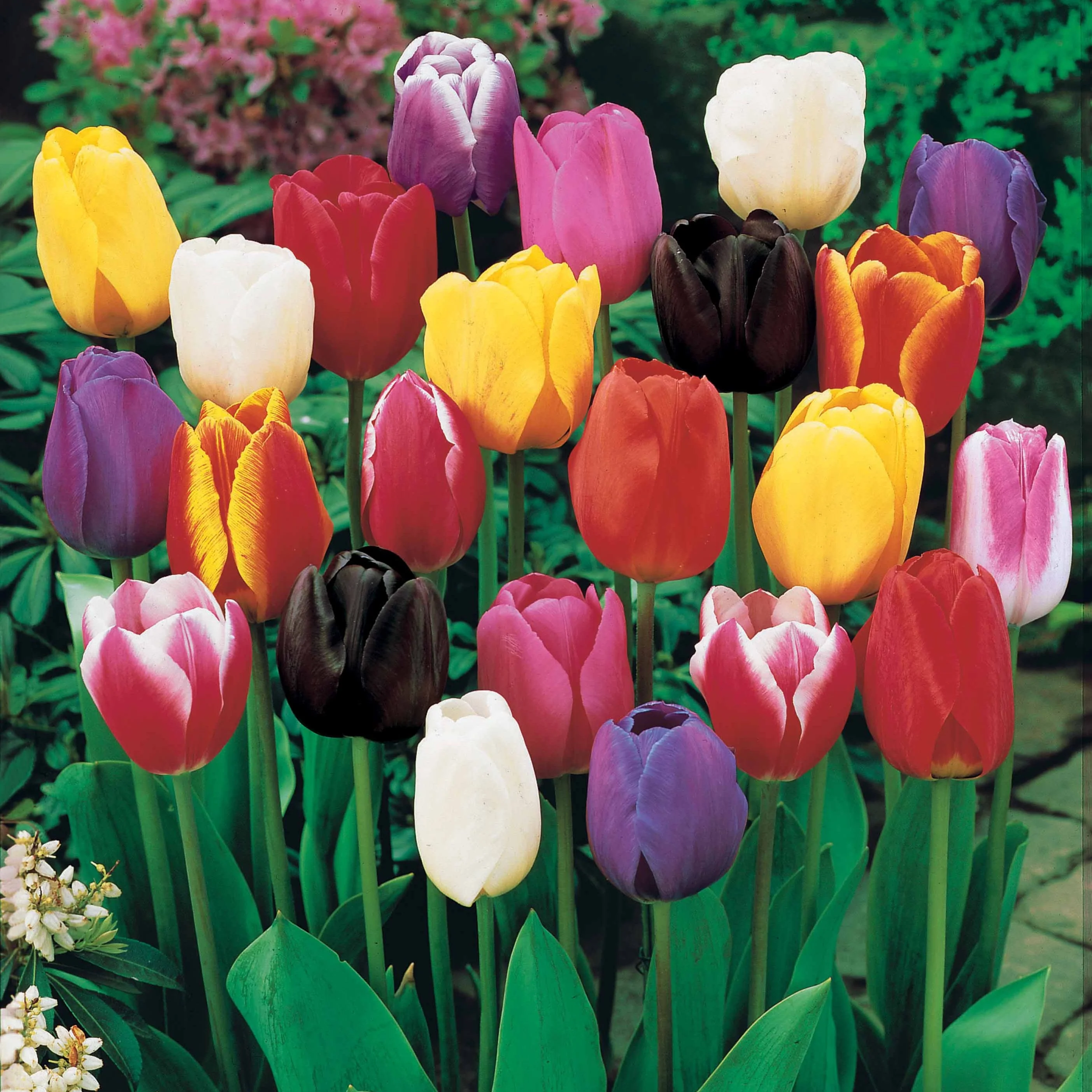 50 Tulipes à longues tiges en mélange - Image 2
