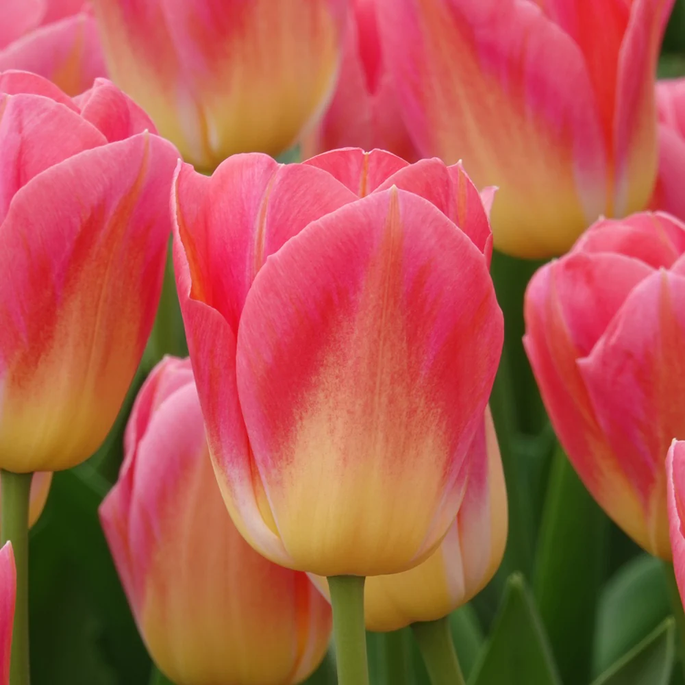 7 Tulipes Triomphe Tom Pouce - Image 2