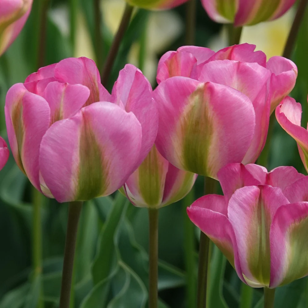 7 Tulipes Viridiflora Groenland