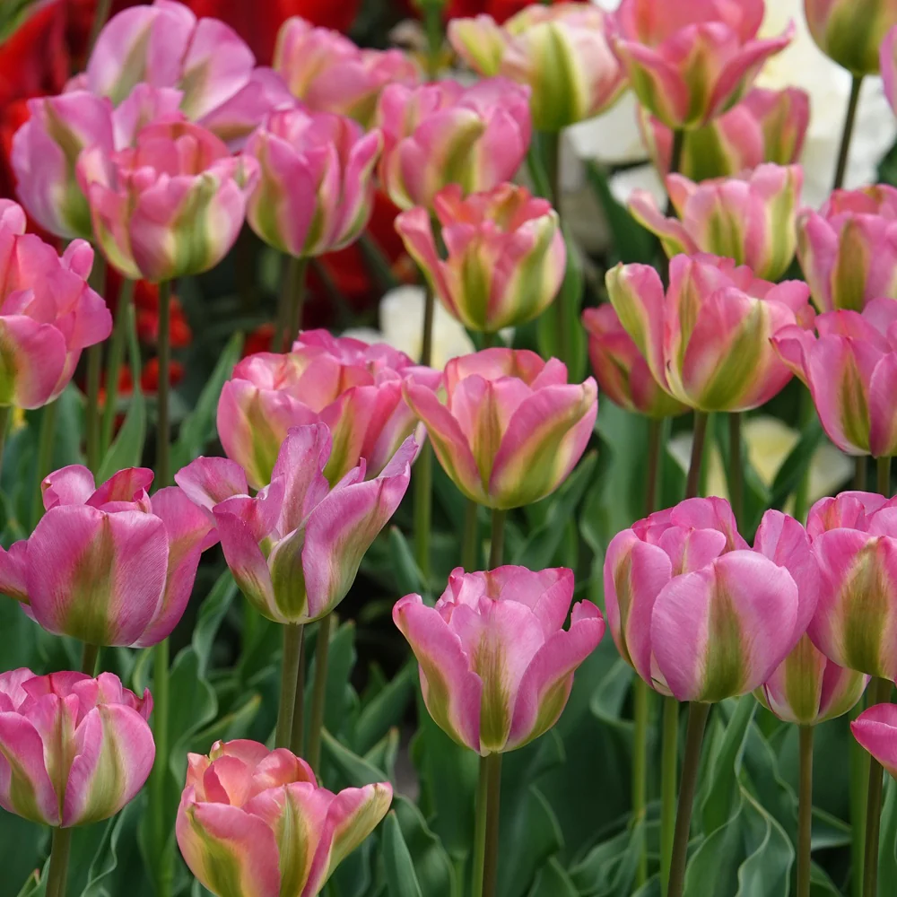 7 Tulipes Viridiflora Groenland - Image 2