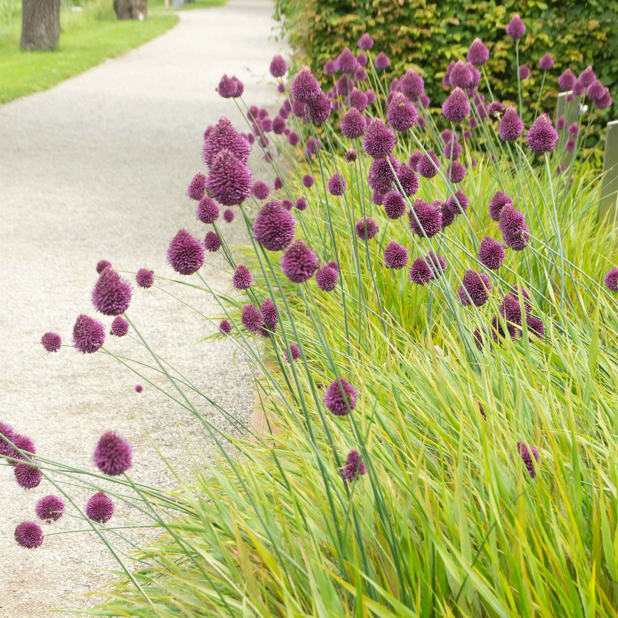 25 Alliums à tête ronde - Image 2