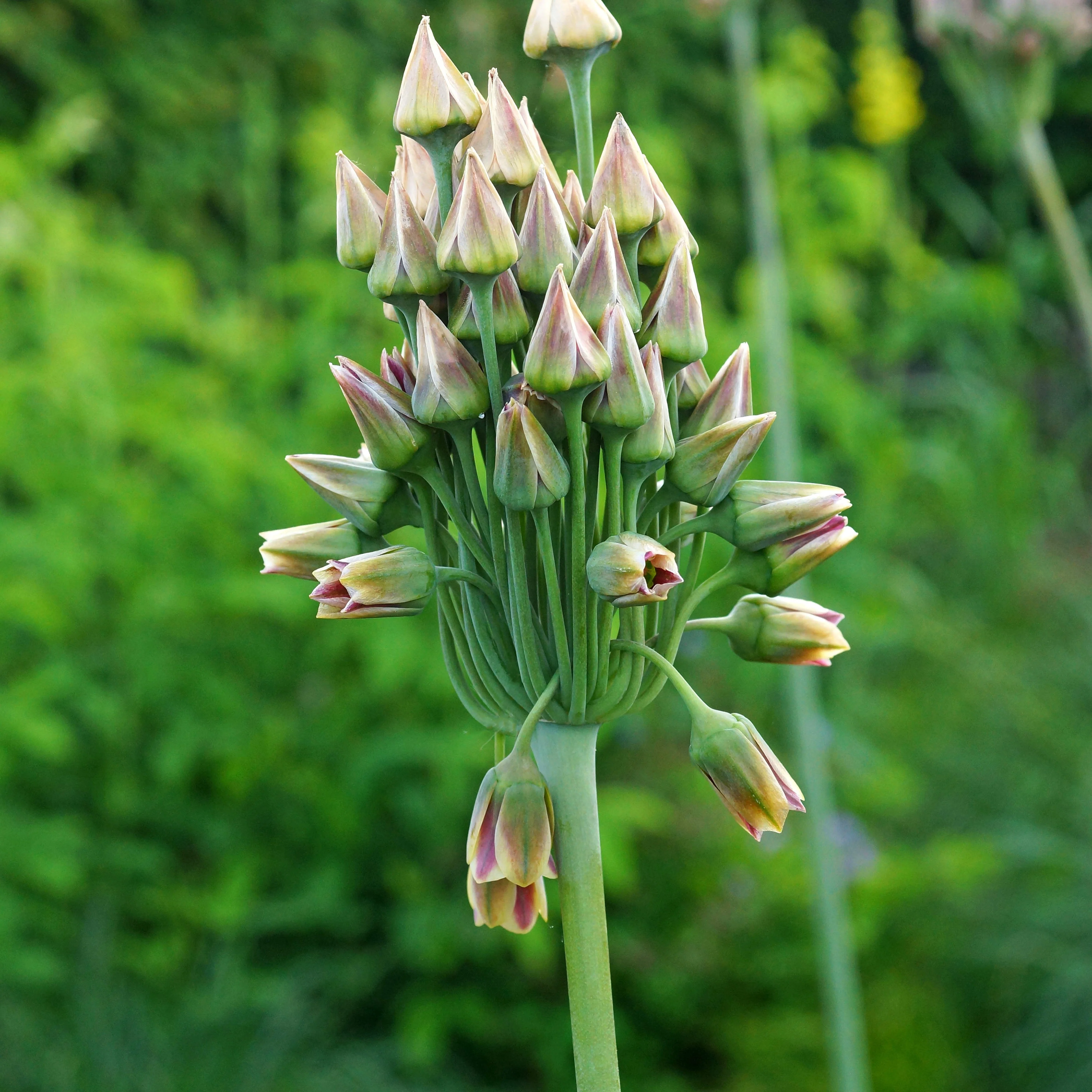 15 Alliums de Bulgarie - Image 3
