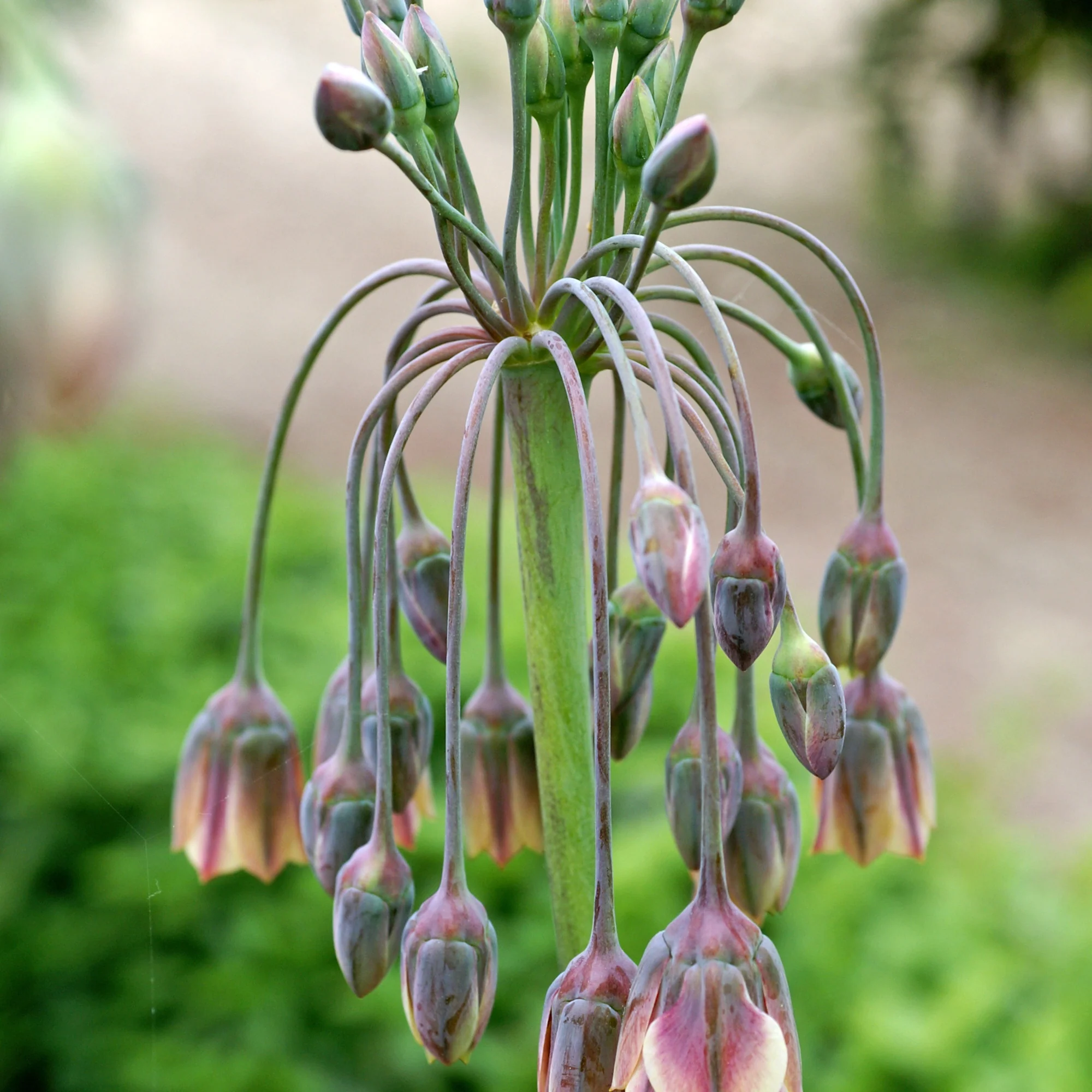 15 Alliums de Bulgarie - Image 4