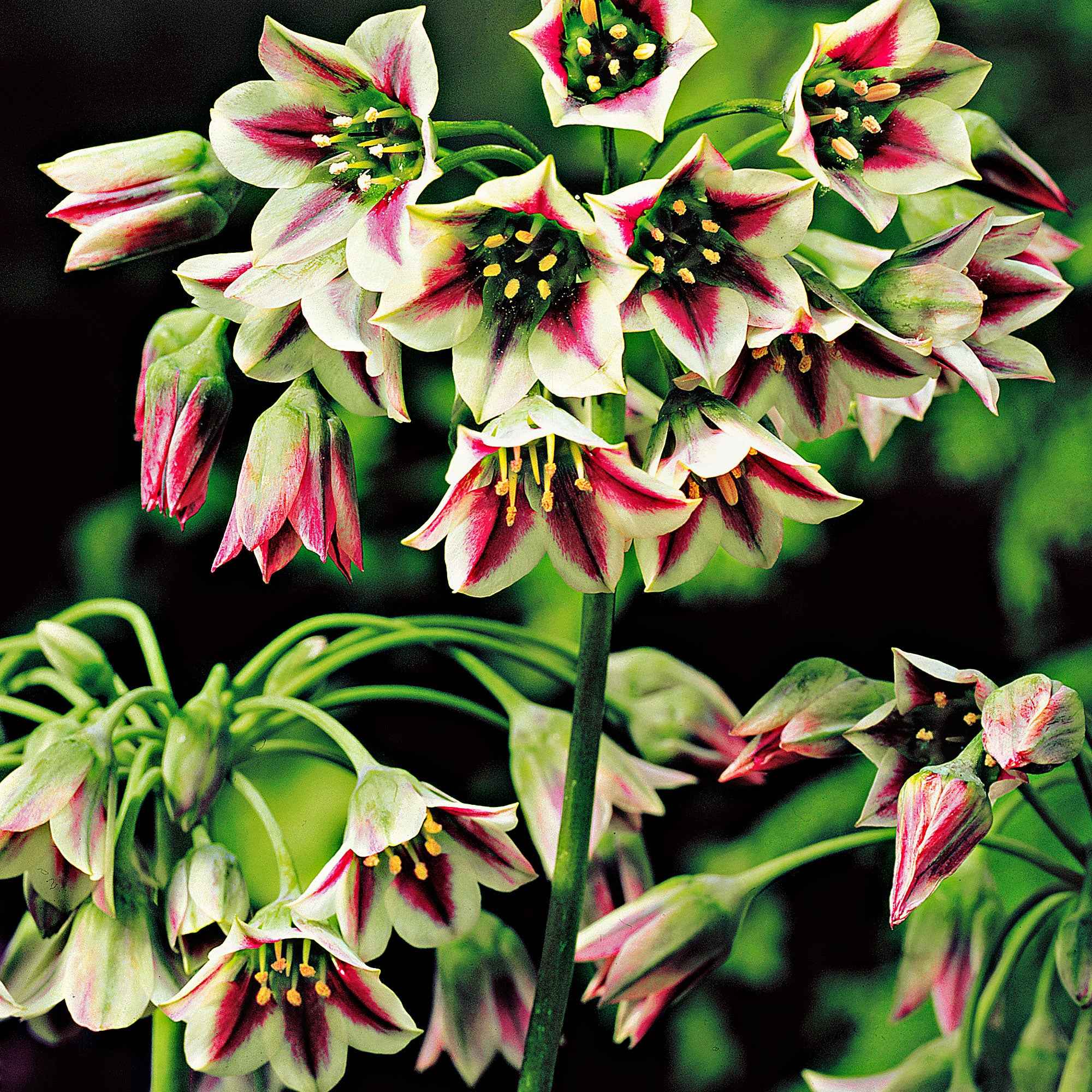 15 Alliums de Bulgarie - Image 5