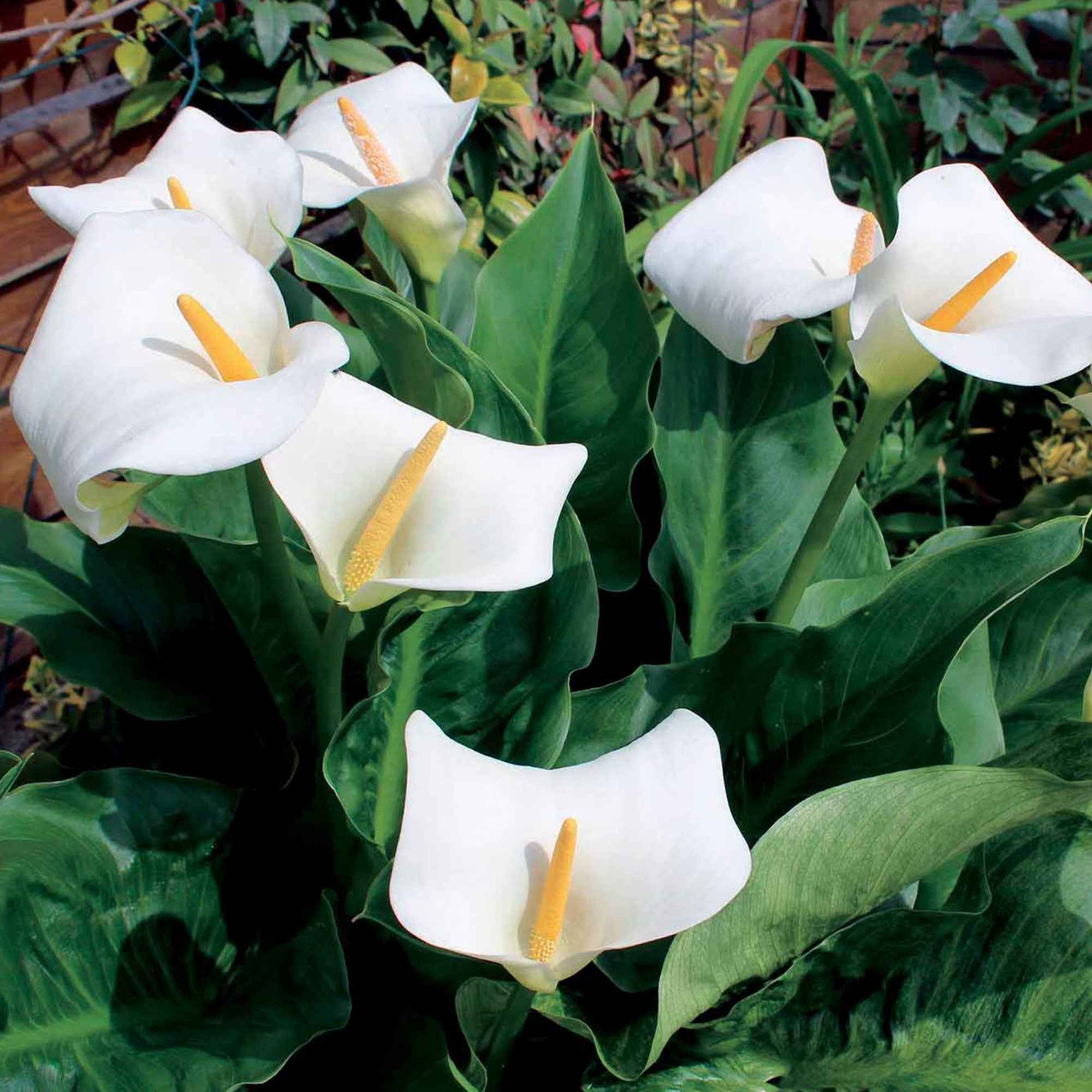 2 Arums blanc d'Ethiopie - Image 4