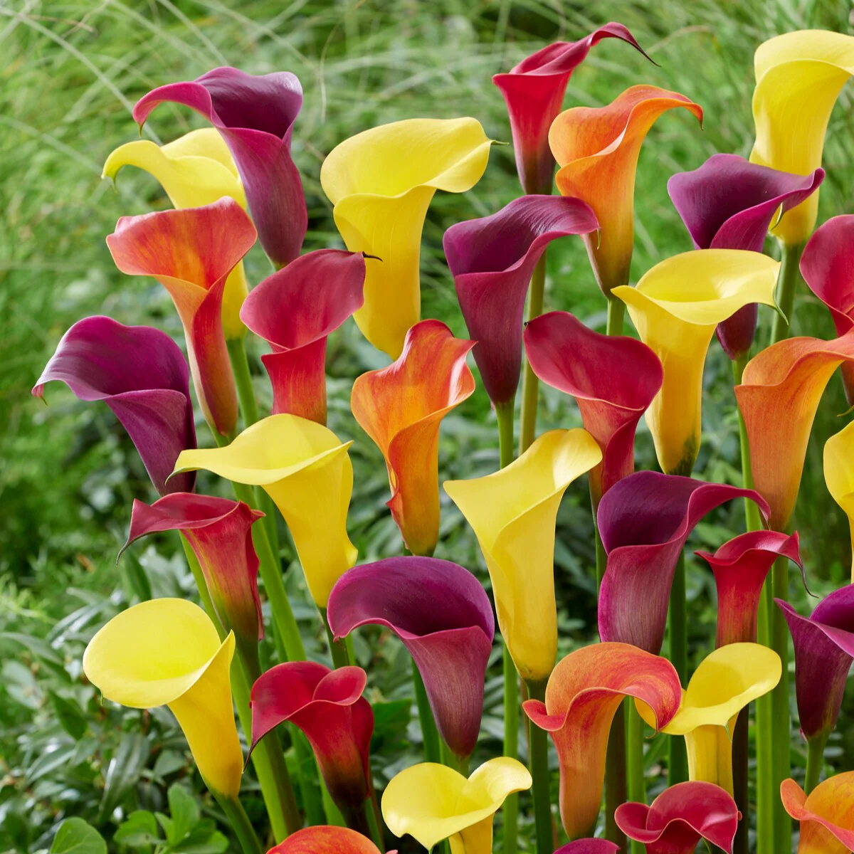 3 Arums en mélange : jaune, rouge, rose - Image 3