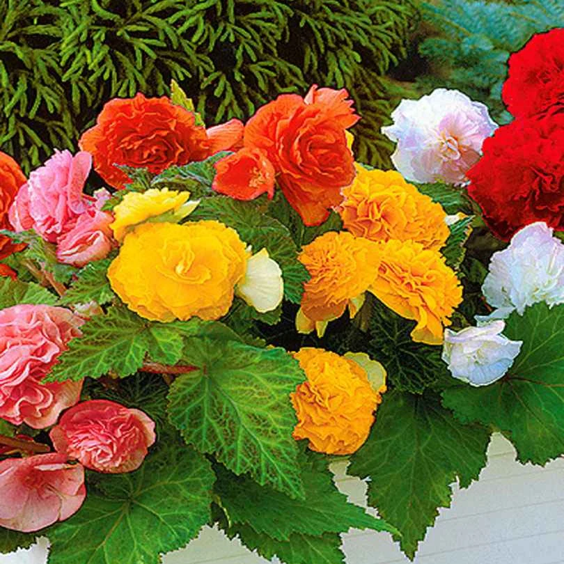 6 Bégonias multiflora Non Stop en mélange - Image 4