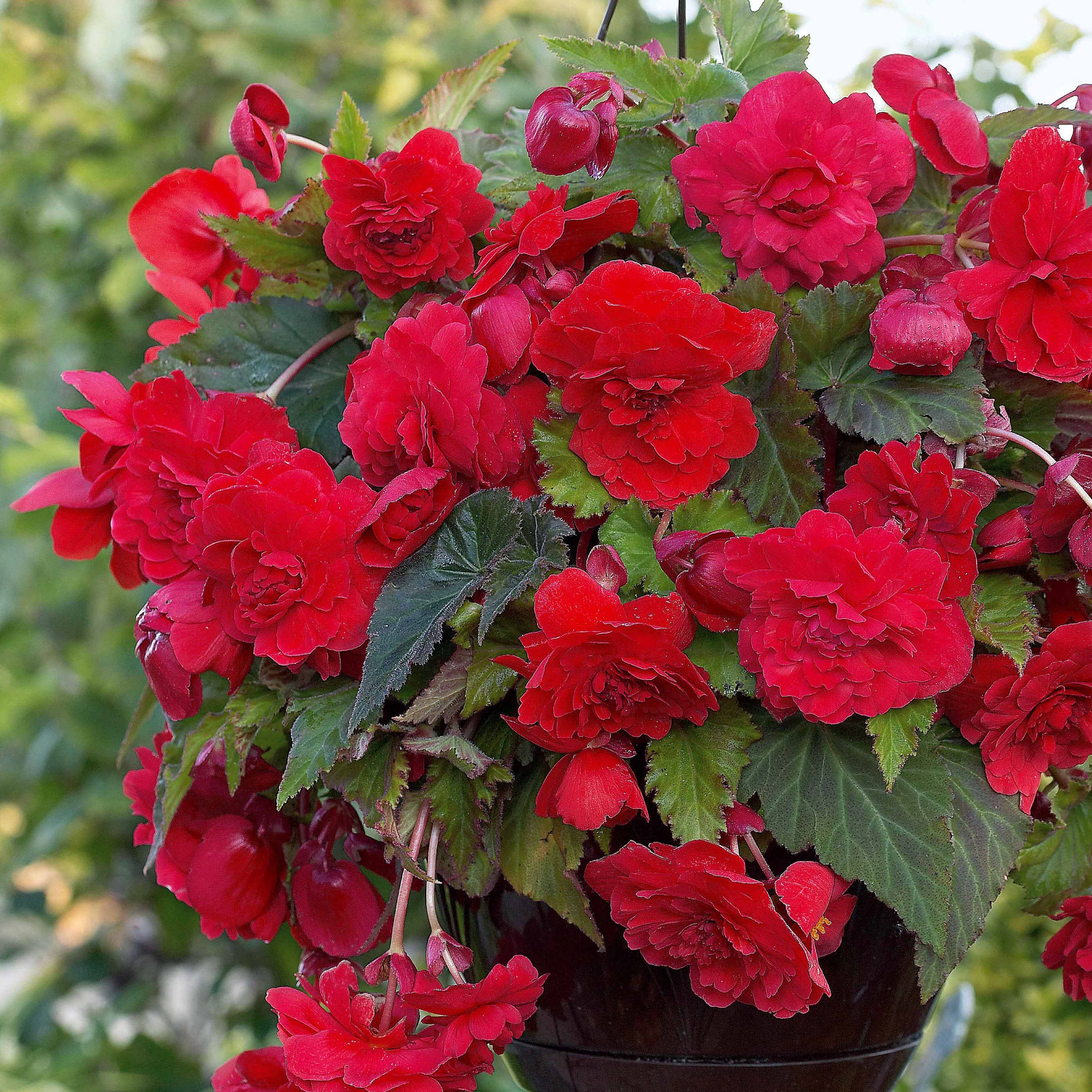 9 Bégonias parfumées en mélange - Image 2