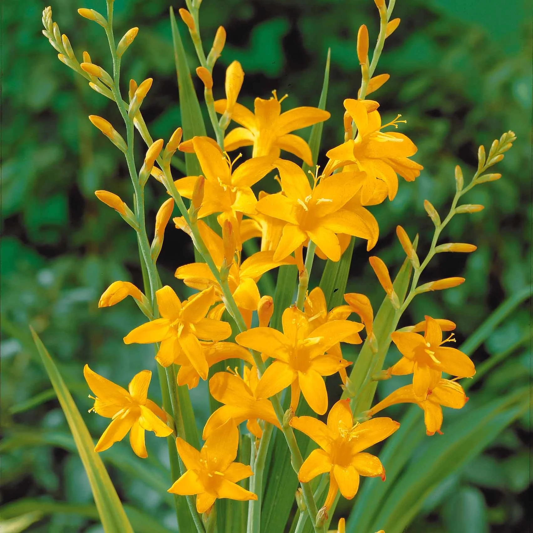 Collection de 45 Crocosmias (15 bicolores + 15 rouges + 15 jaunes) - Image 2