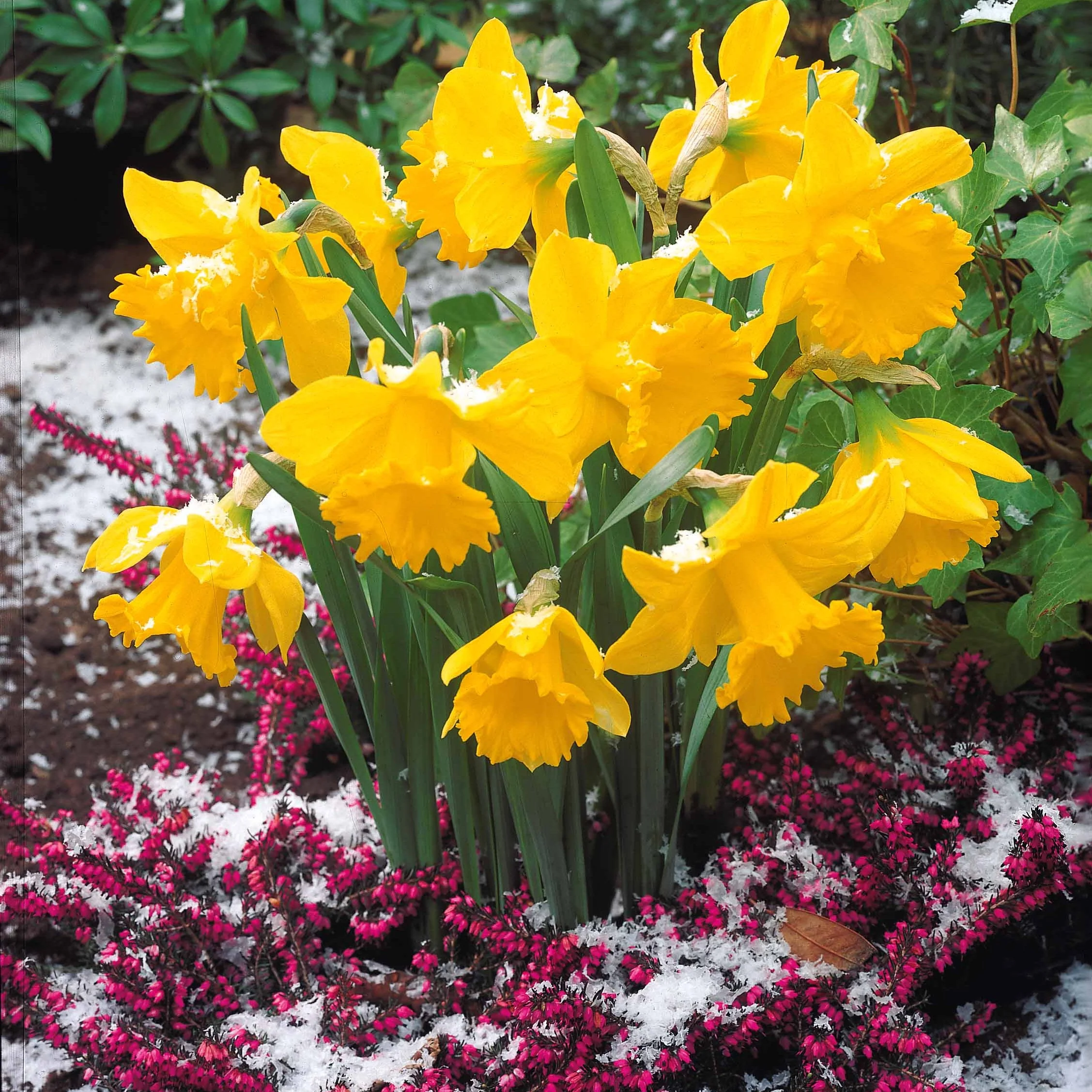 Collection de 30 Narcisses Fortune et Rijnveld Early Sensation - Image 5