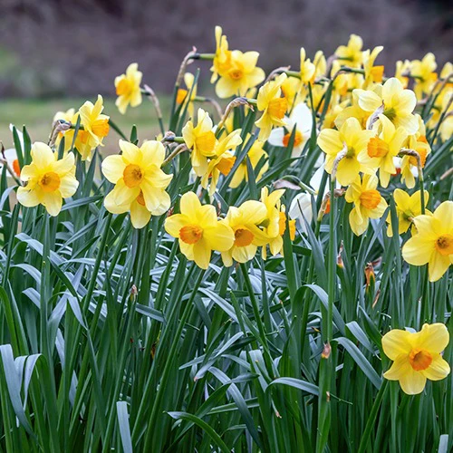 Collection de 30 Narcisses Fortune et Rijnveld Early Sensation - Image 6