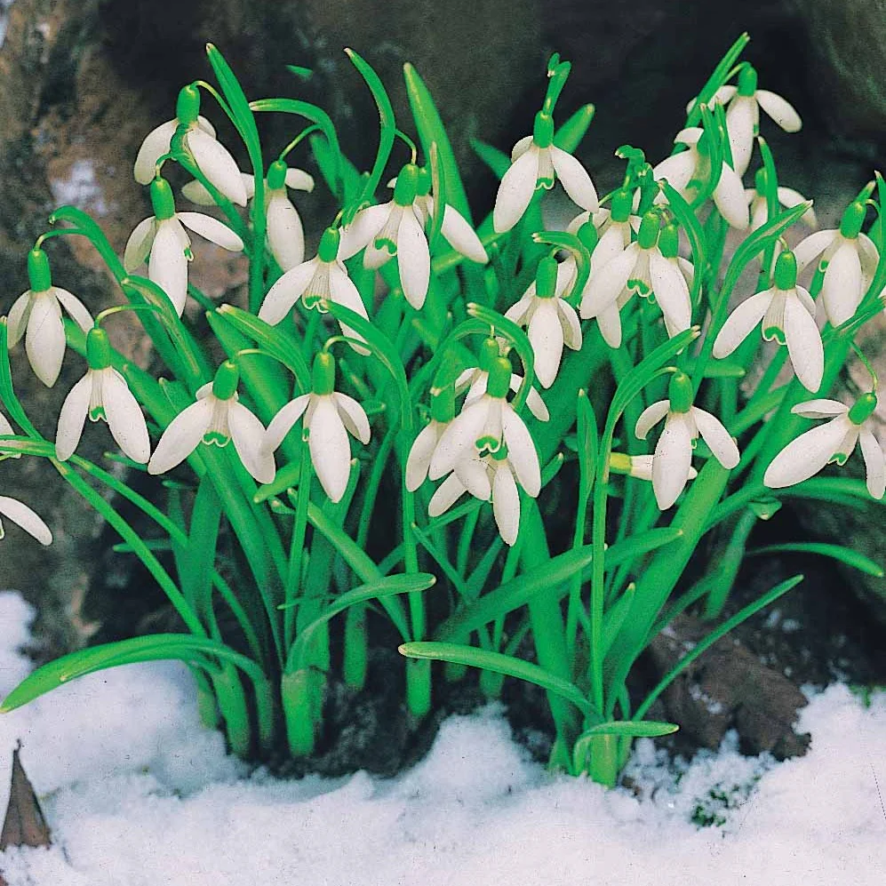 Collection de 35 Perce-neige doubles et simples - Image 3